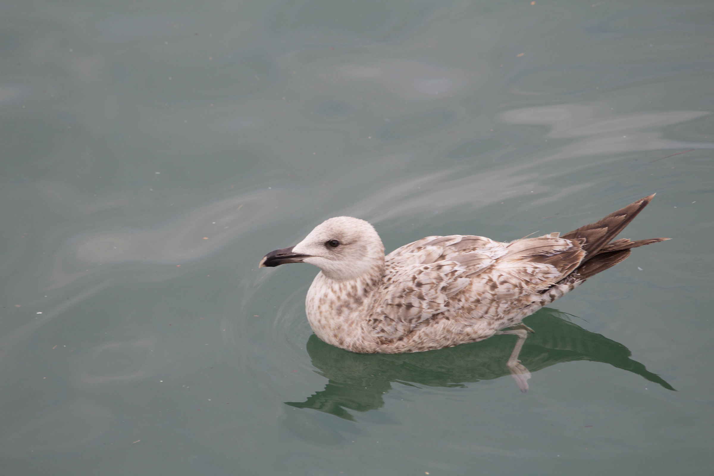 cercando qualcosa da sgranocchiare