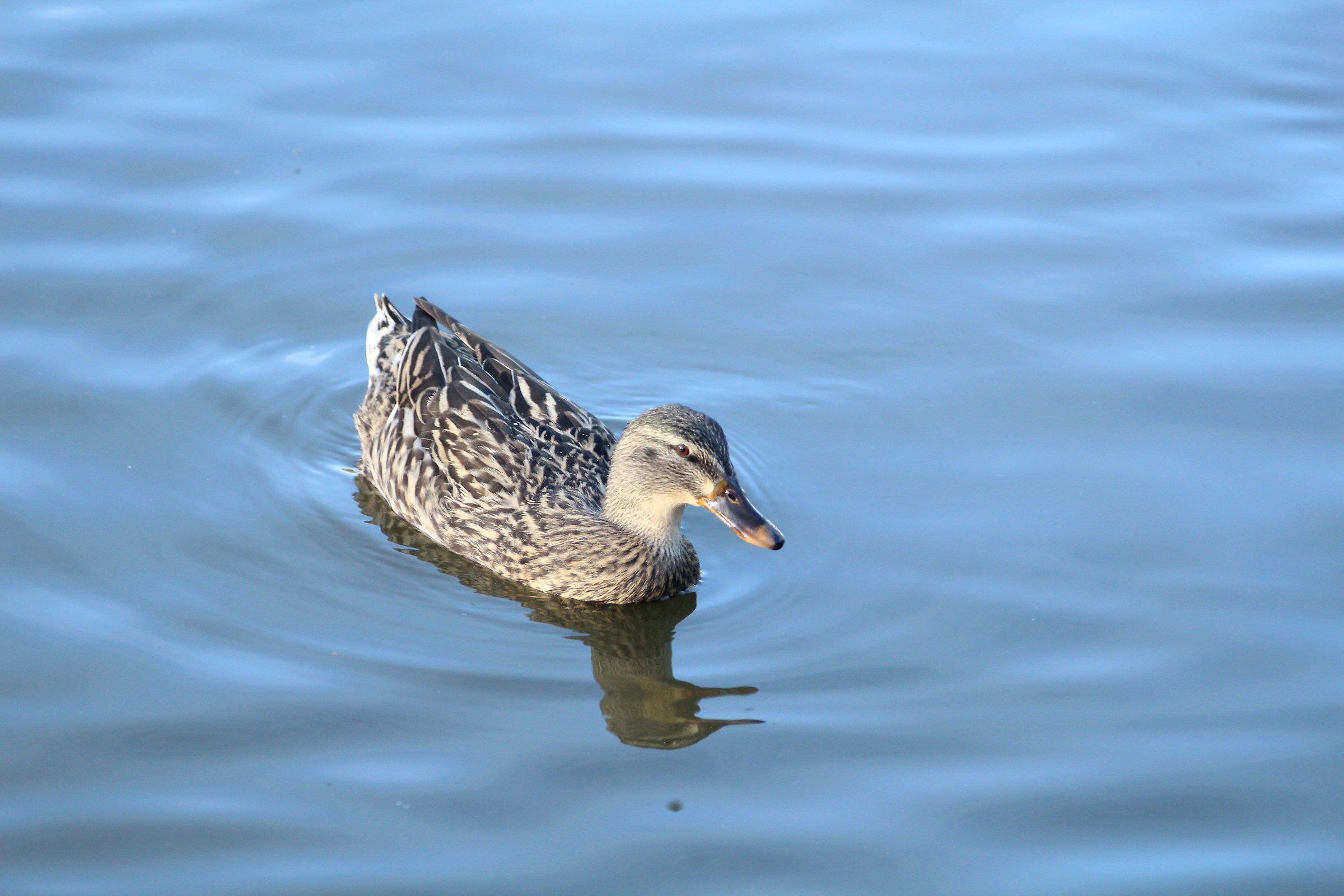 una domenica tranquilla al lago