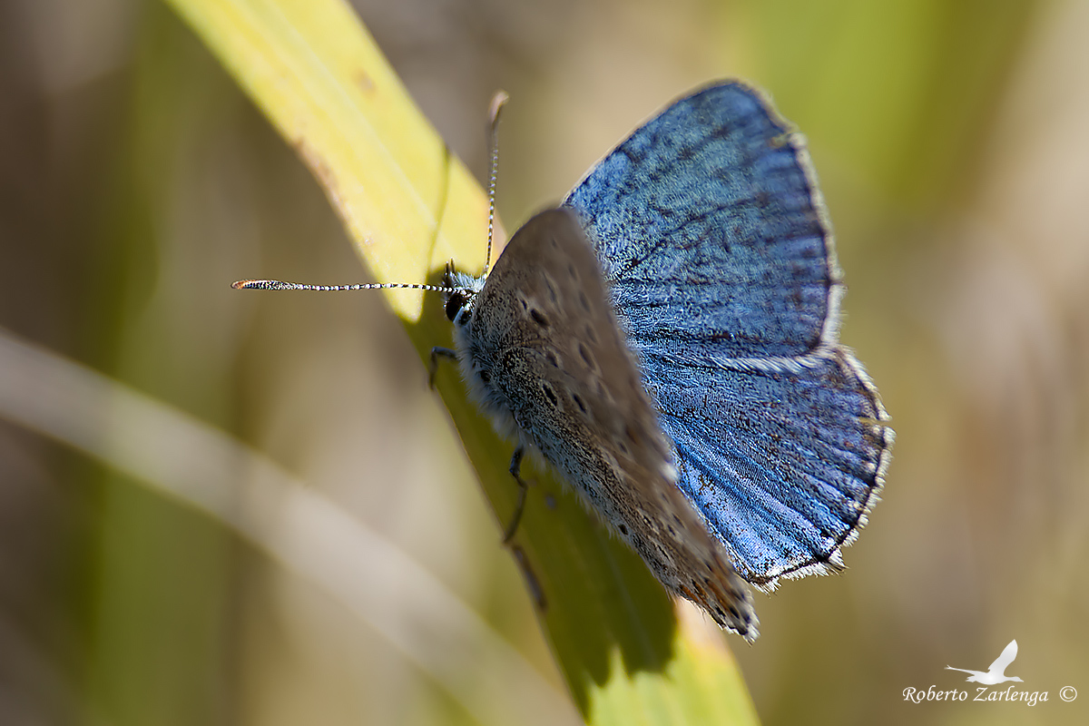 Pseudomacro of Lepidoptera