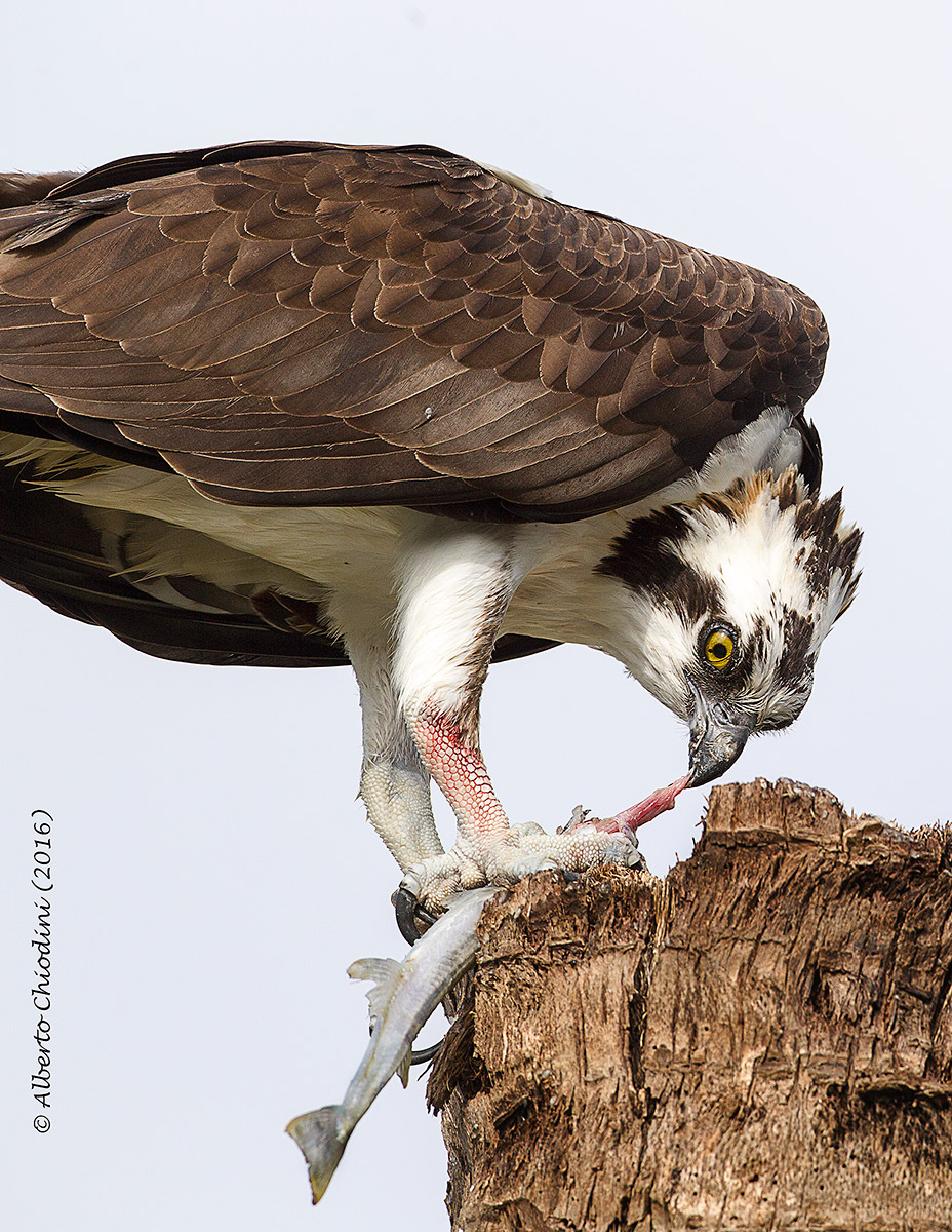 il banchetto del falco pescatore