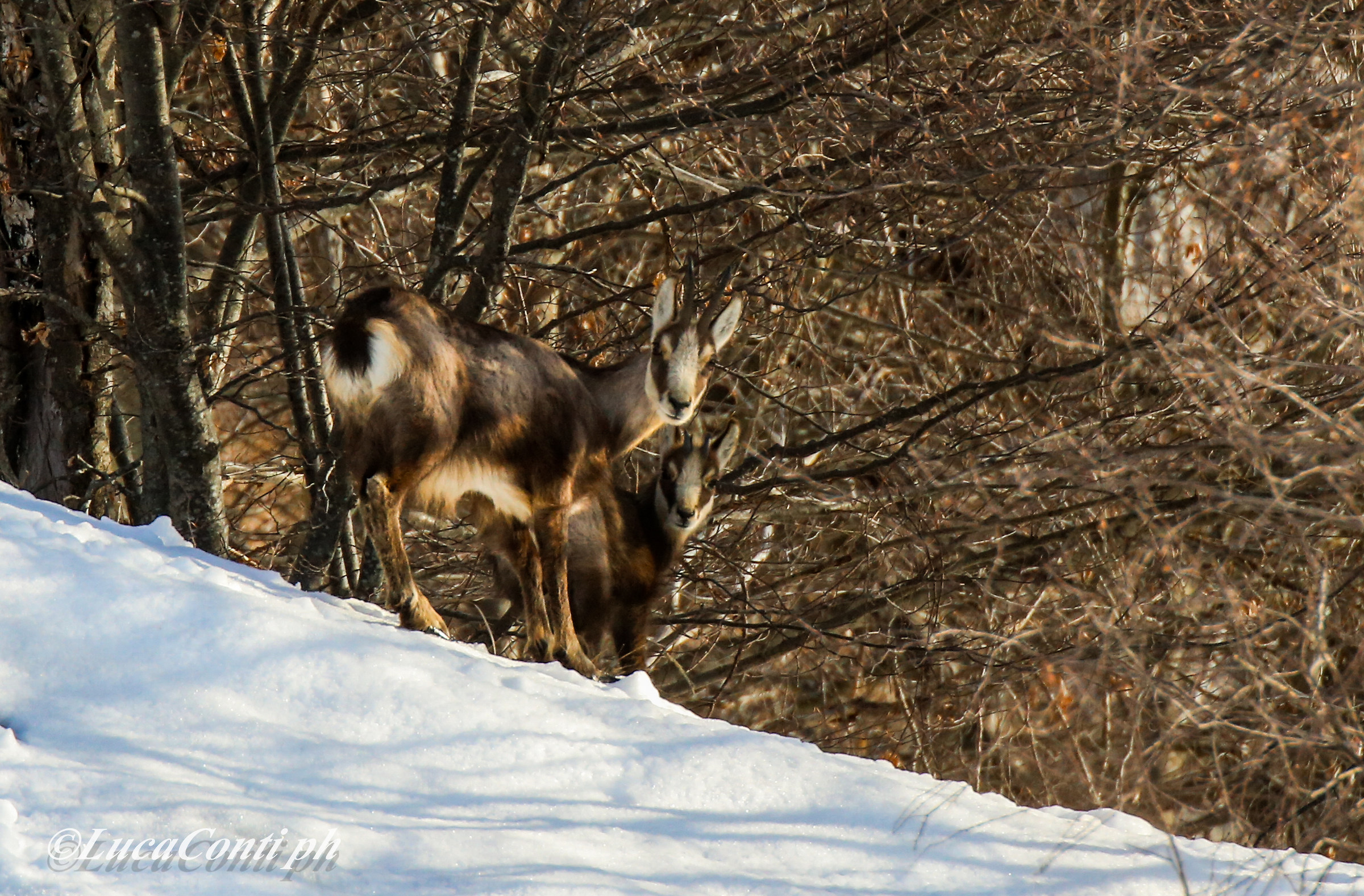 Alpine chamois (rupicapra rupicapra