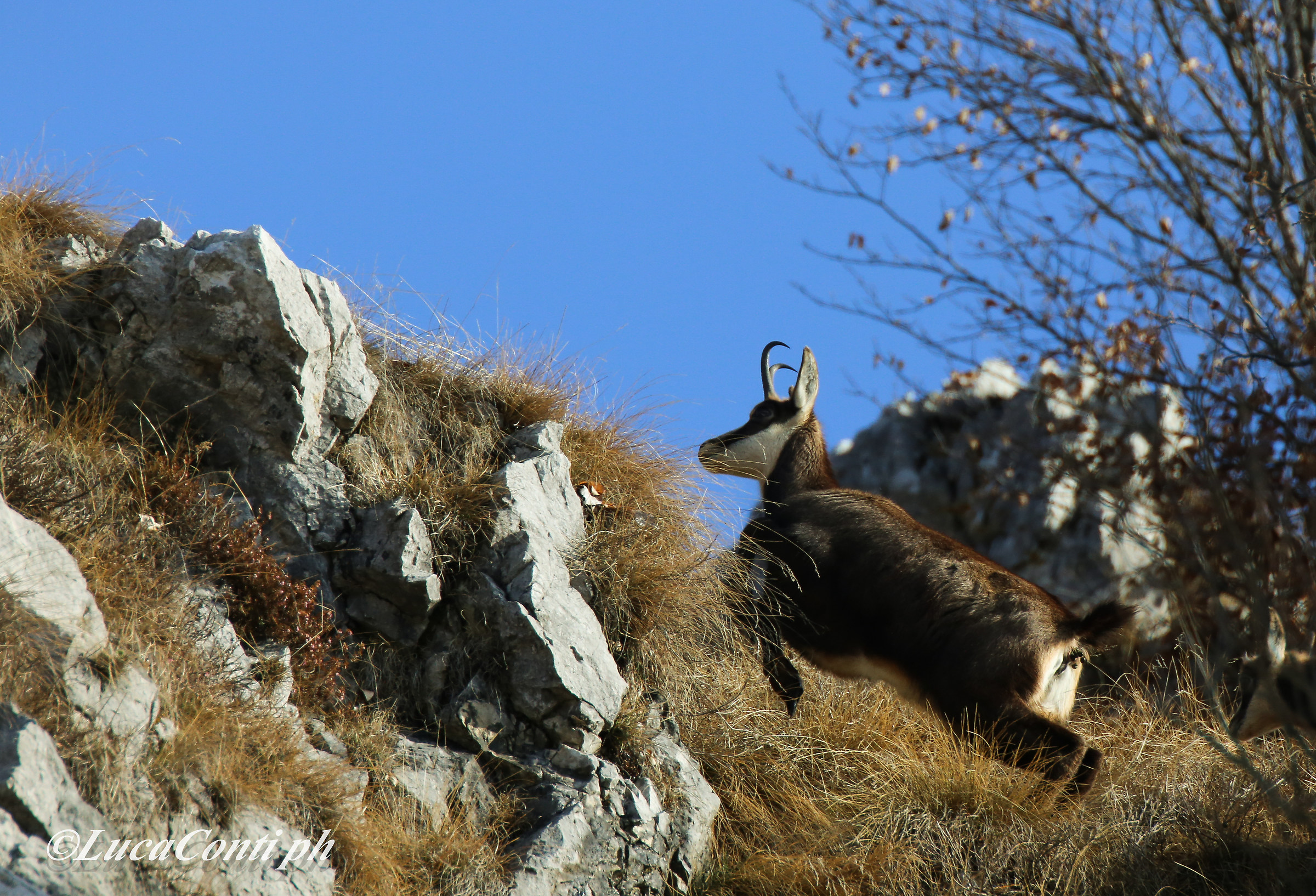 Alpine chamois (rupicapra rupicapra