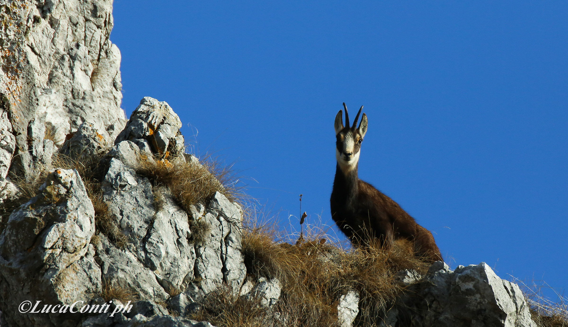 Alpine chamois (rupicapra rupicapra