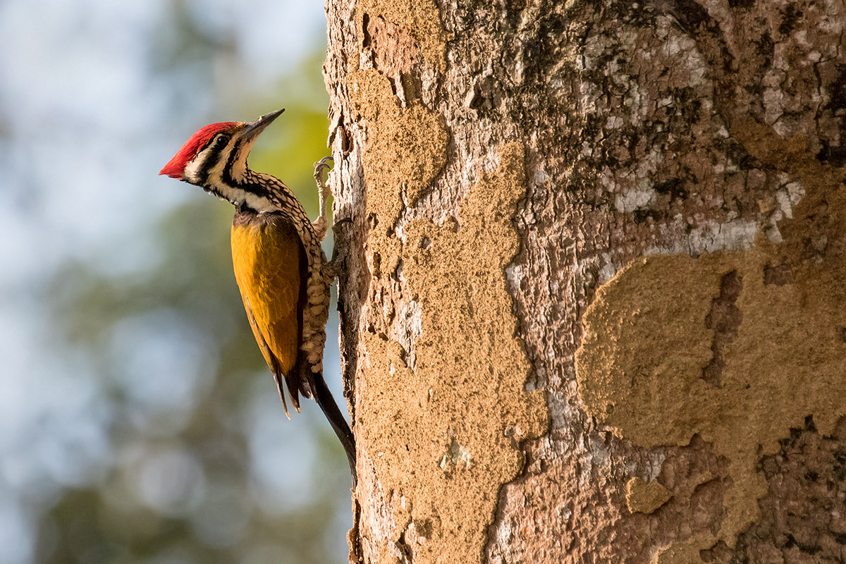 common flameback
