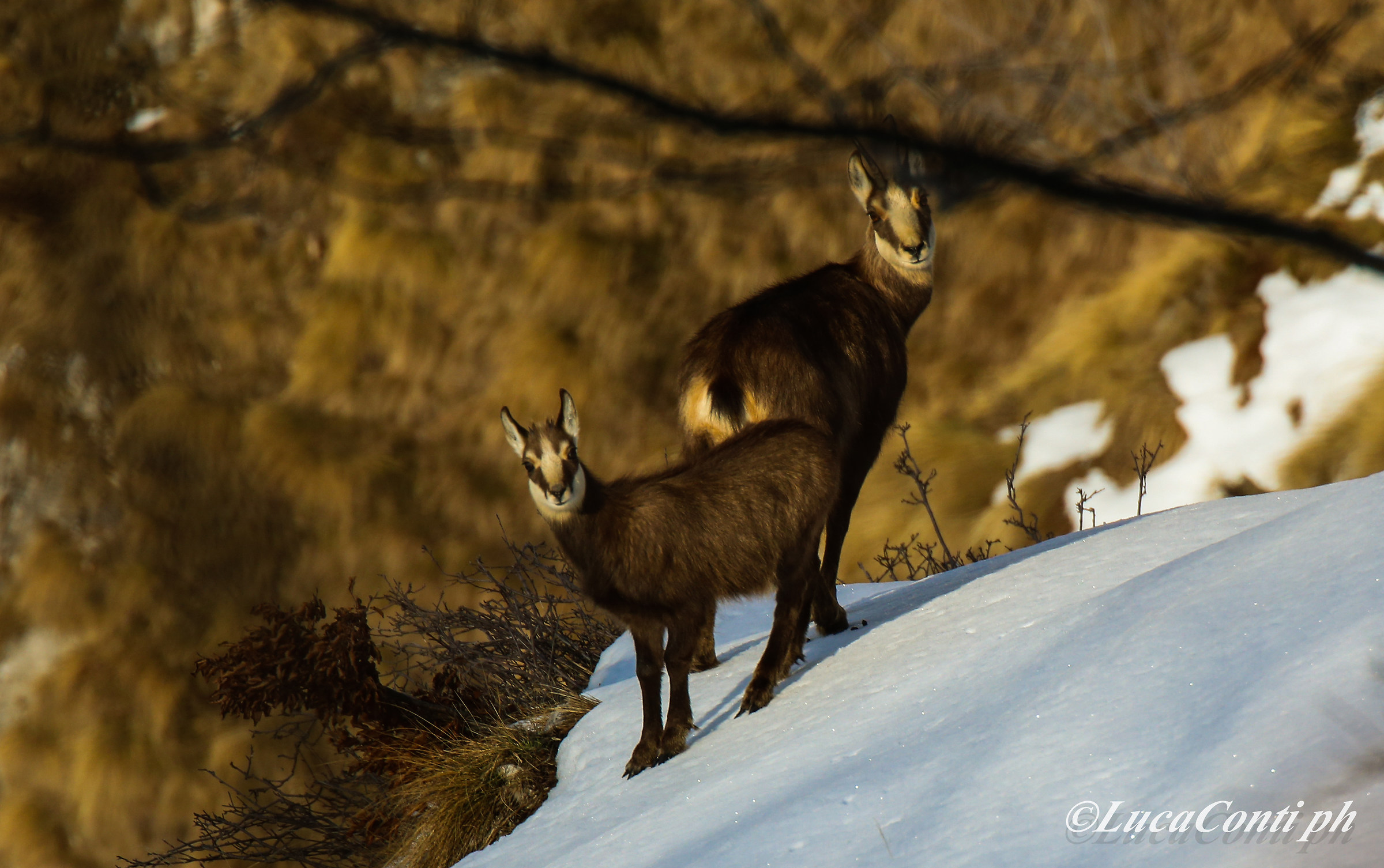 Alpine chamois (rupicapra rupicapra