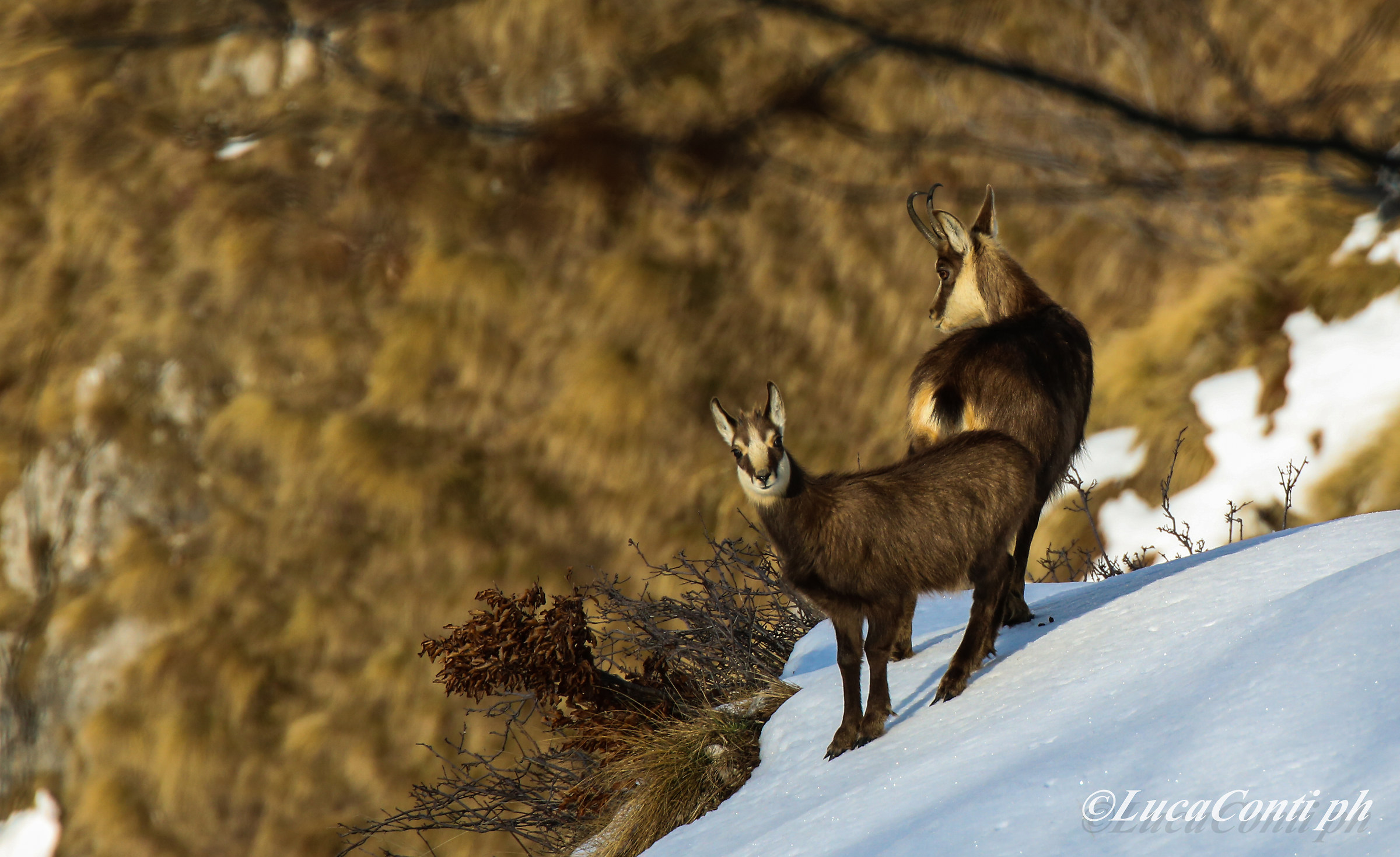 Alpine chamois (rupicapra rupicapra