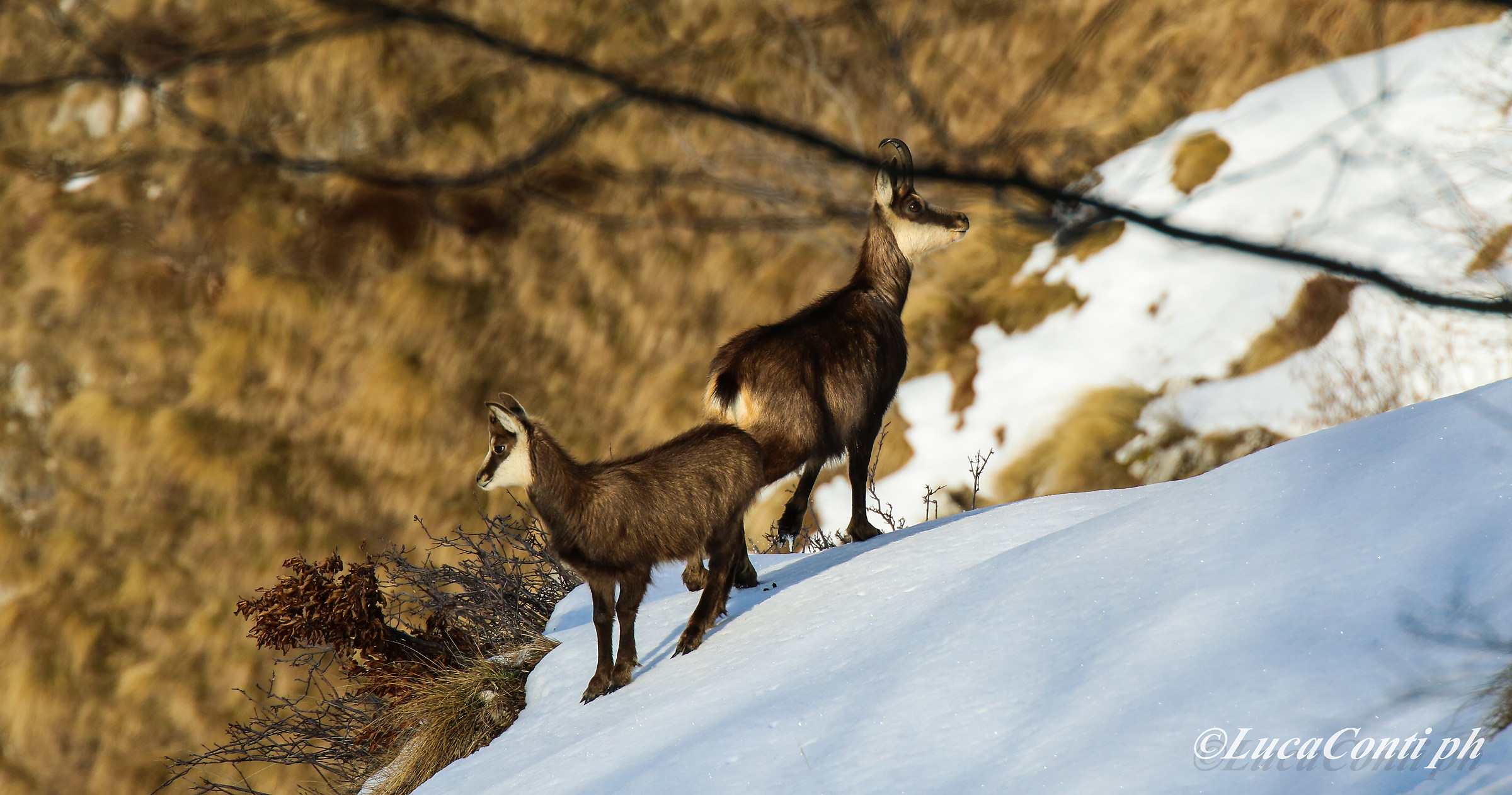 Alpine chamois (rupicapra rupicapra