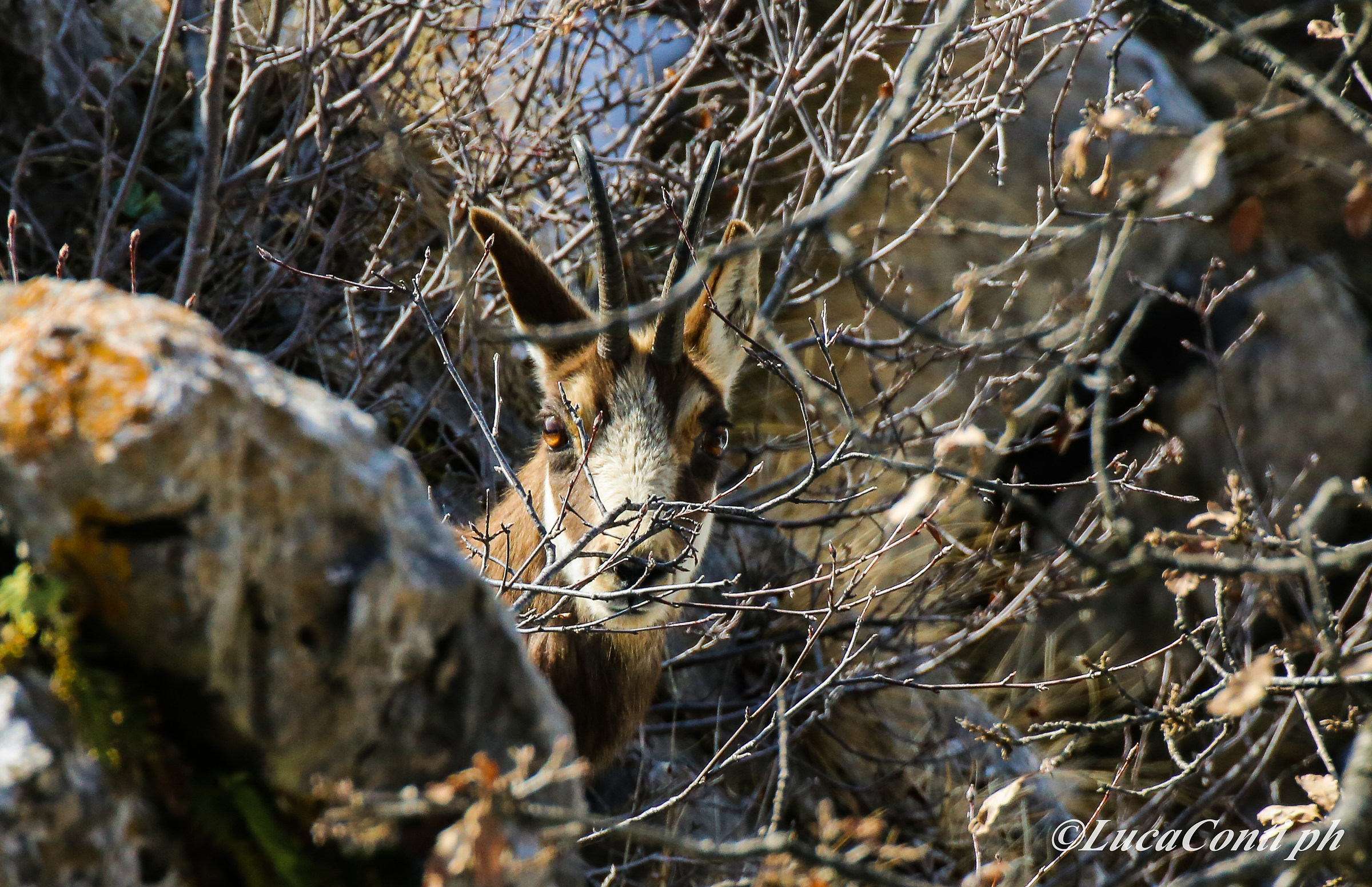 Alpine chamois (rupicapra rupicapra