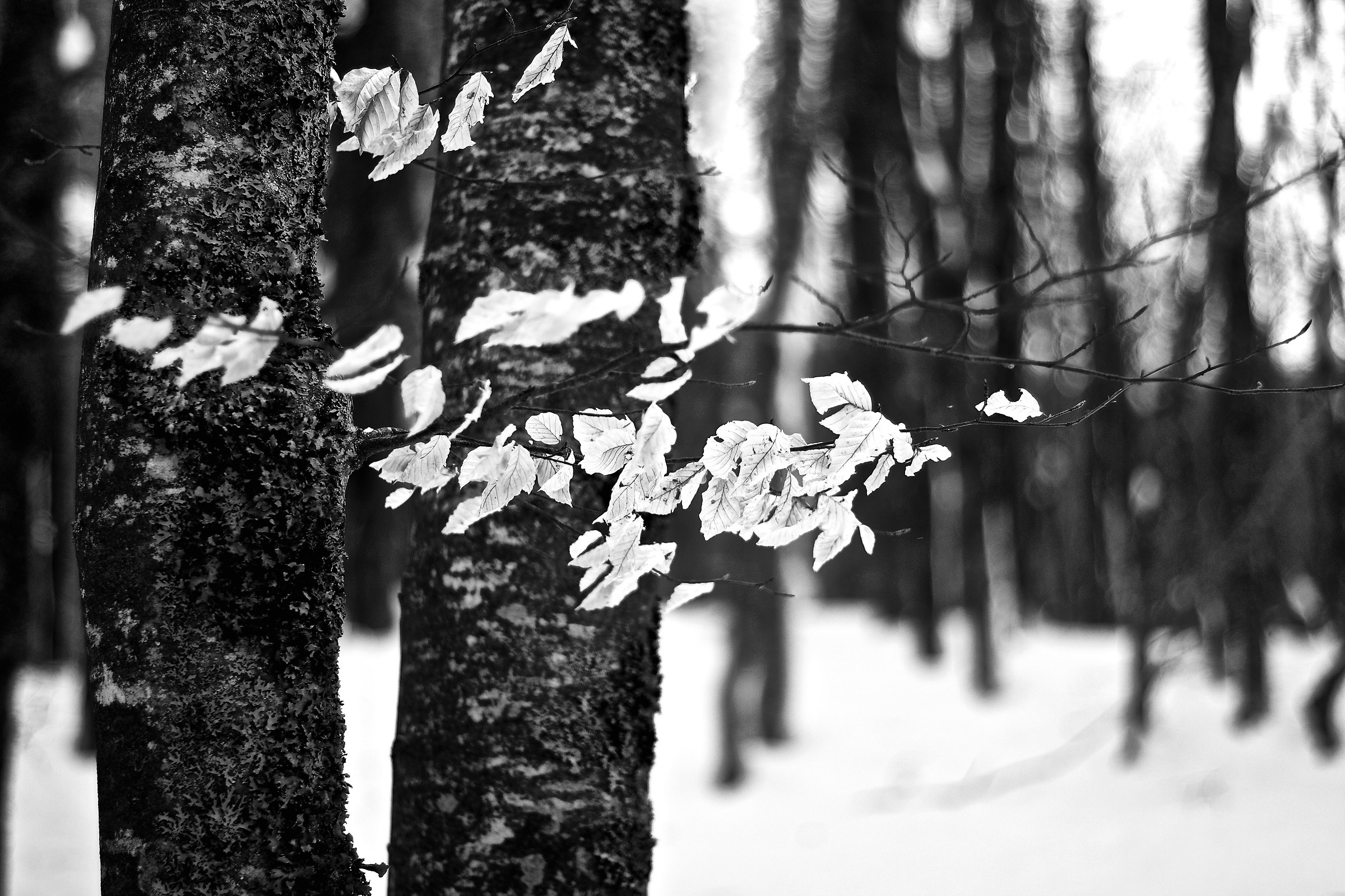 La vita fugge, e non s'arresta un'ora (2a versione)