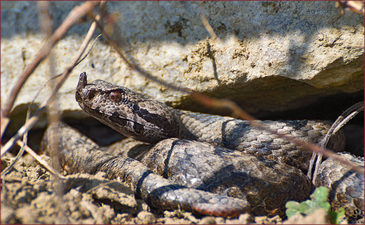 Vipera Ammodytes