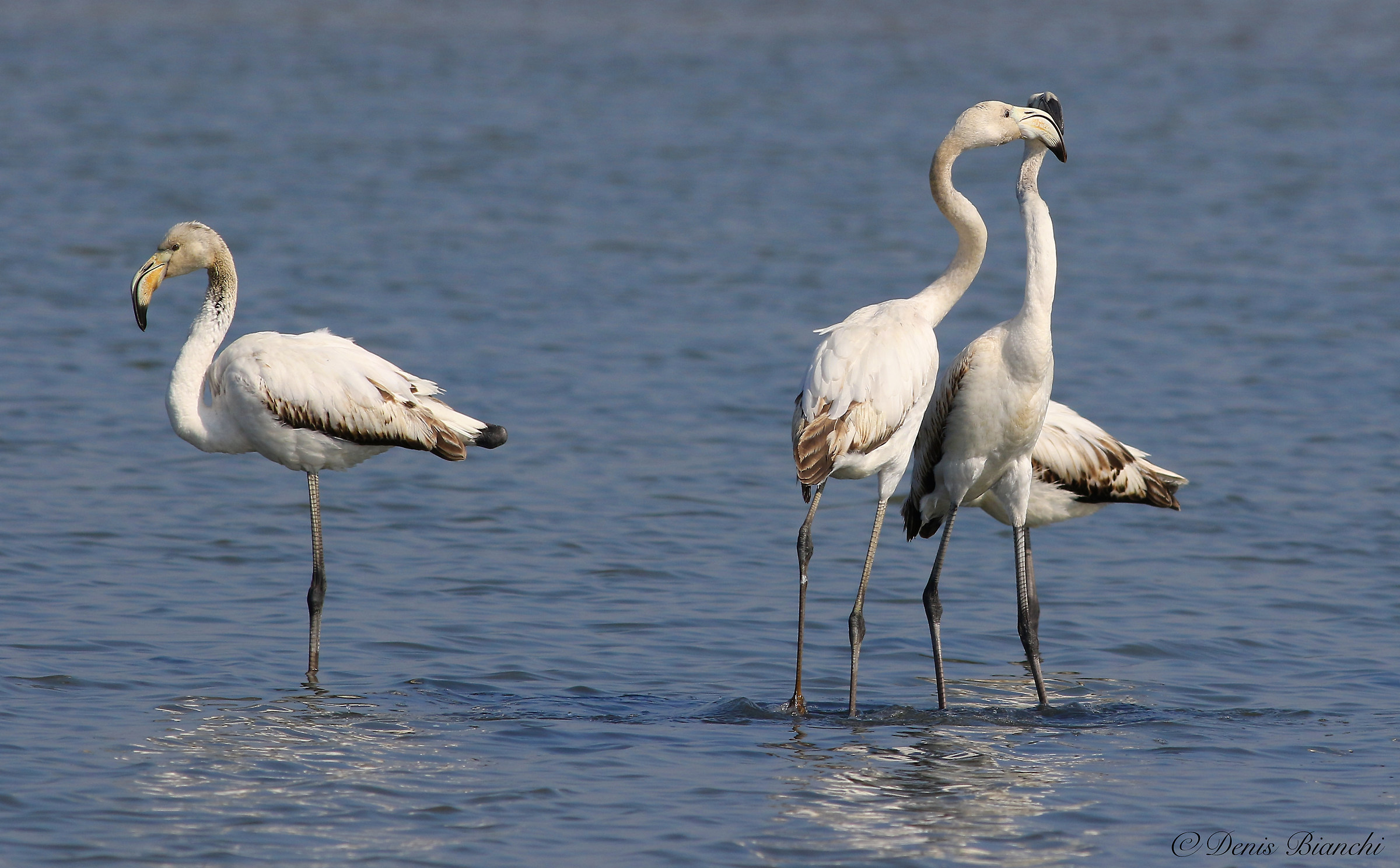 Pink flamingos juvenile