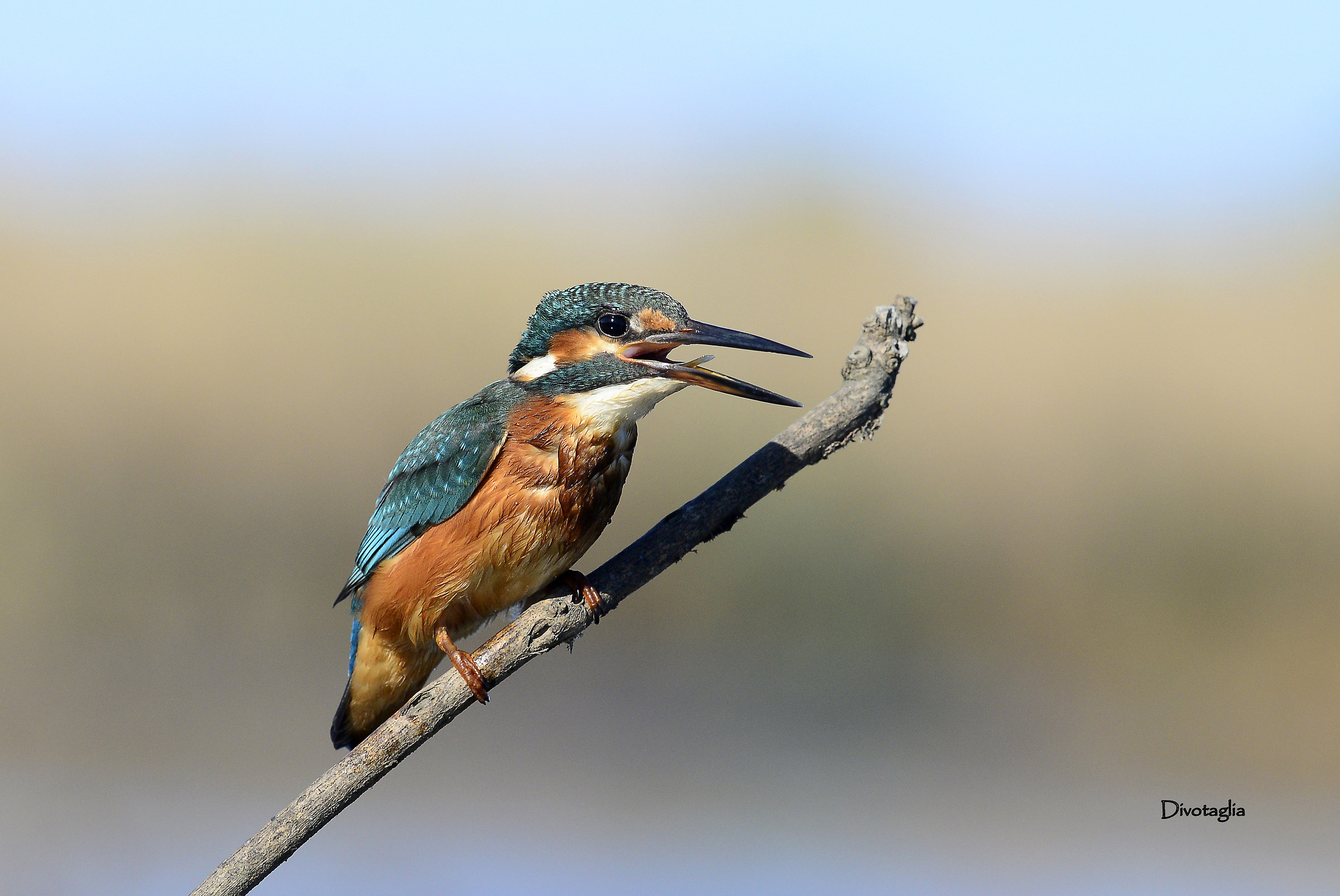 Female kingfisher.