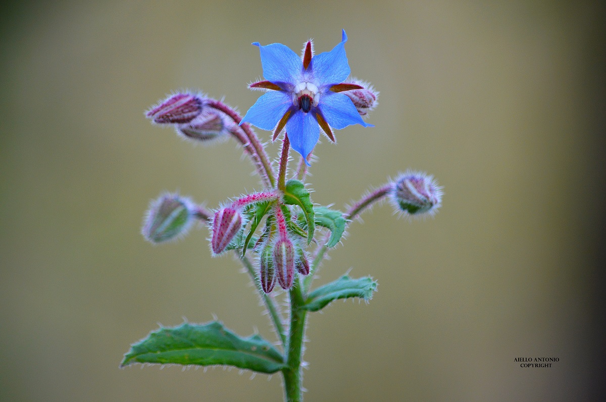 Borago officinalis
