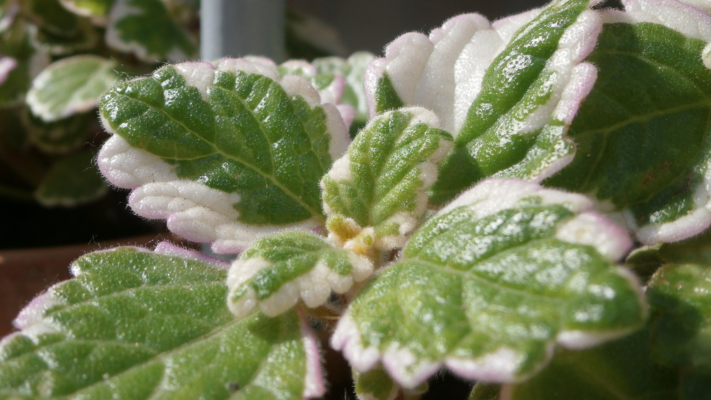 green and white leaves