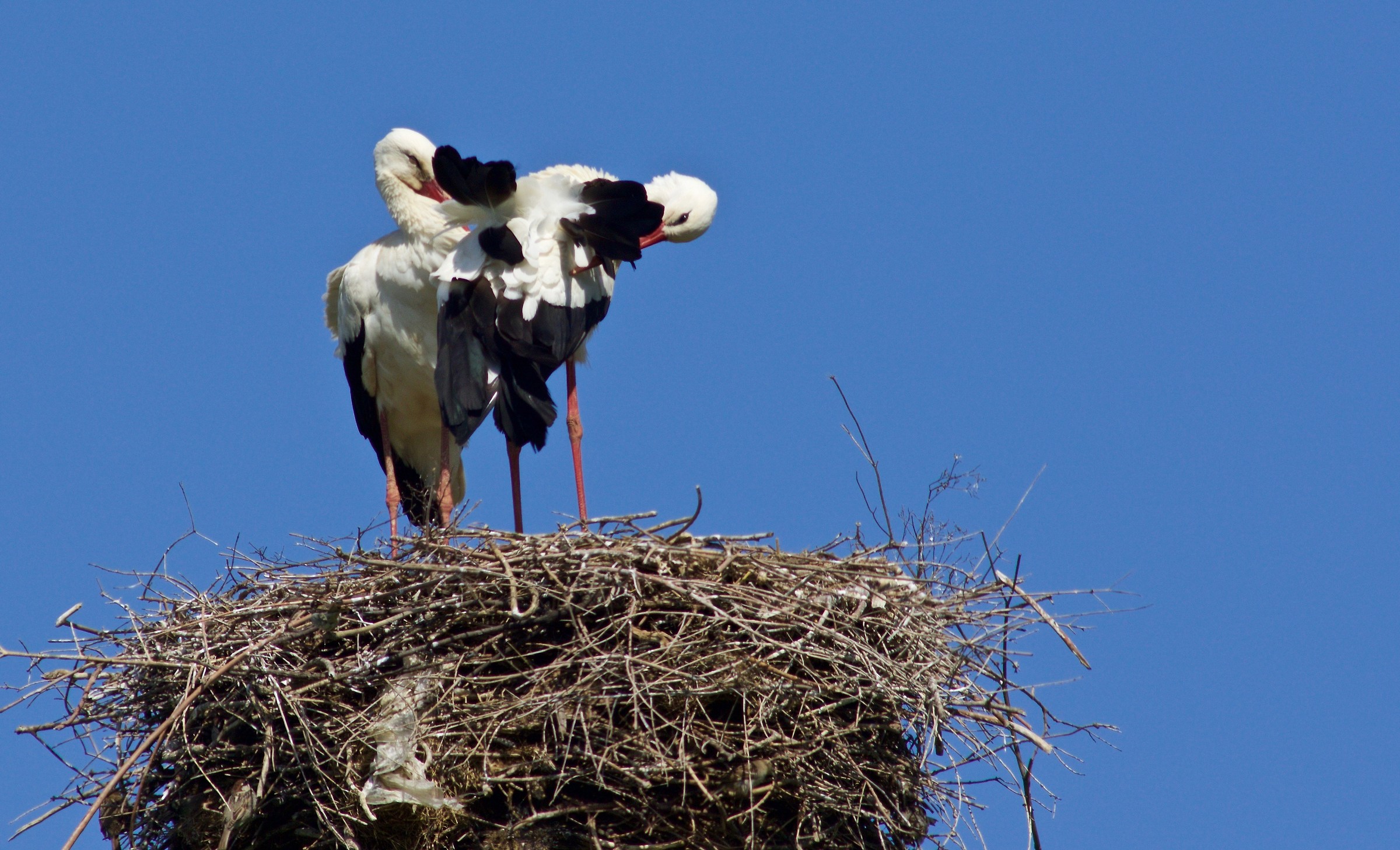 anche loro sono tornate