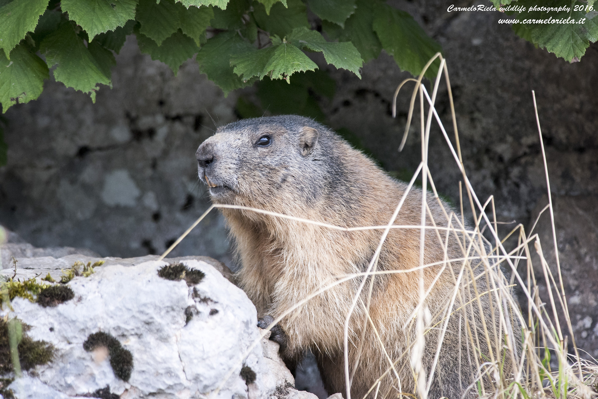 Marmotta Alpina.