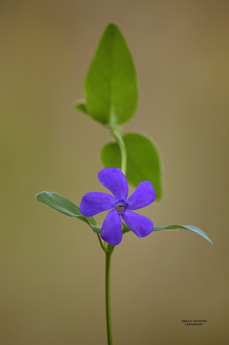 Vinca