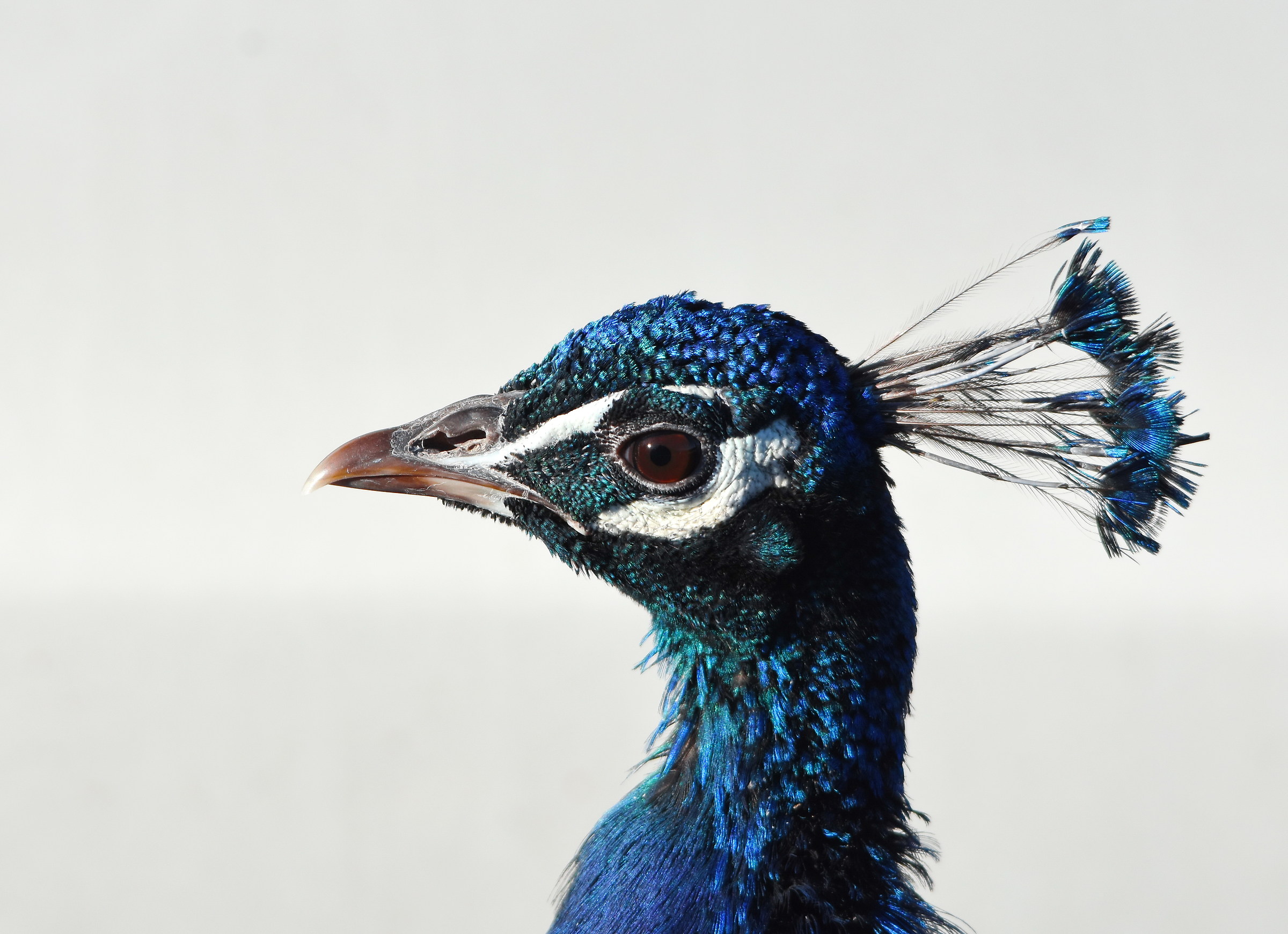 Profile peacock male