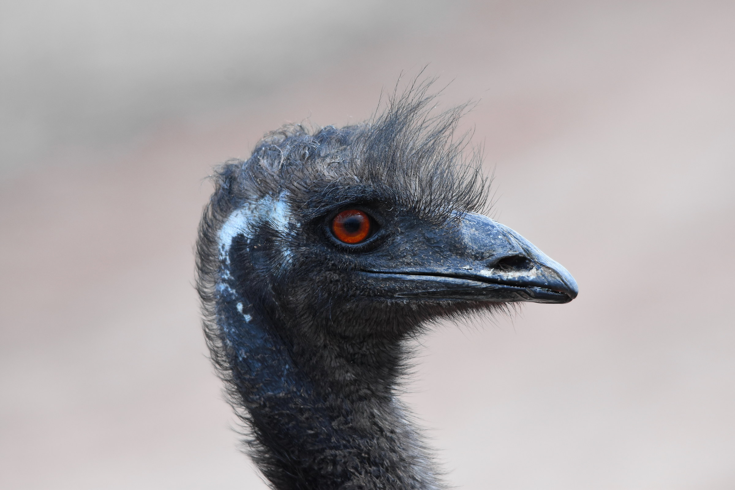 Emu profile