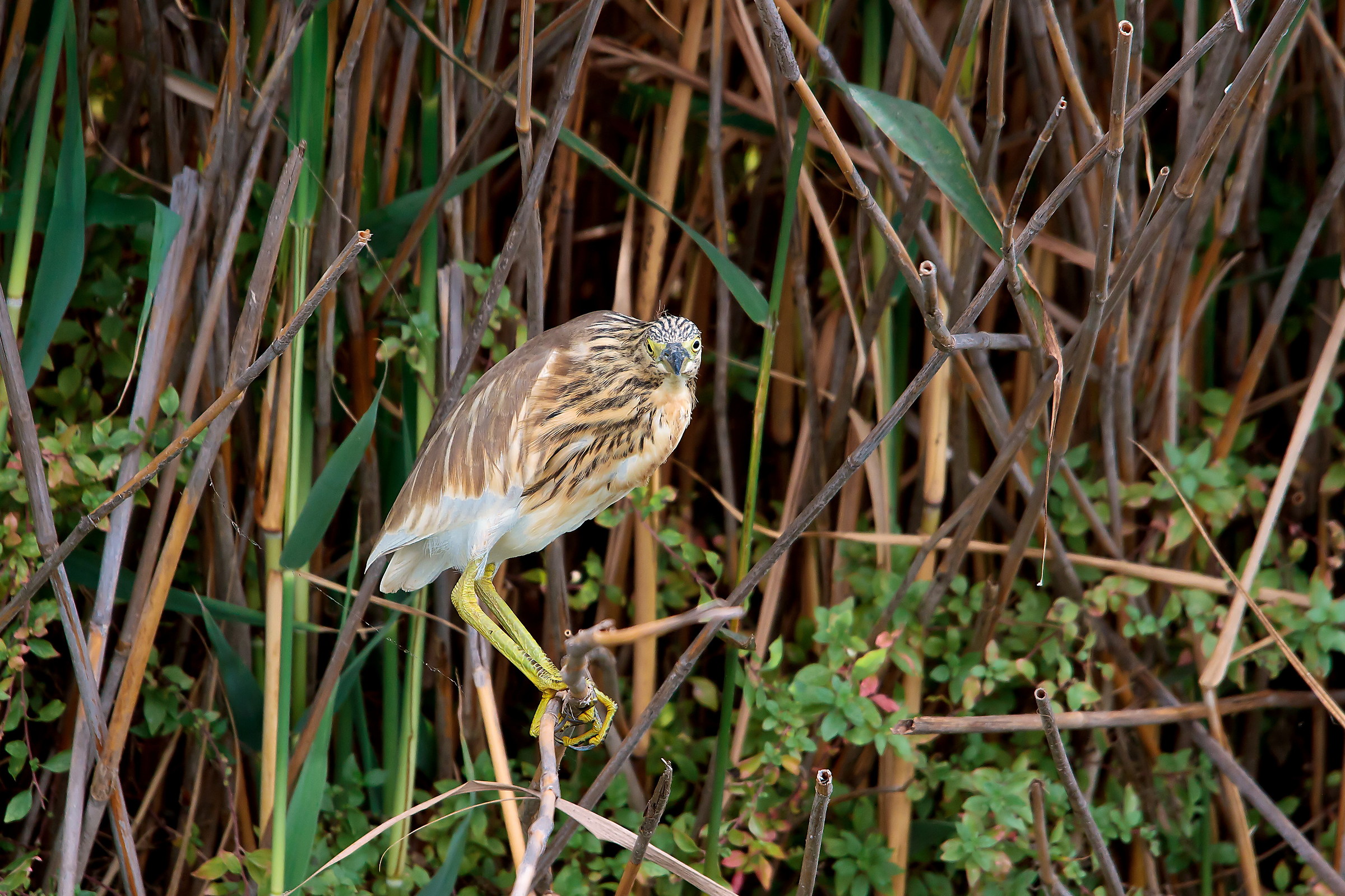 Do you recognize me?