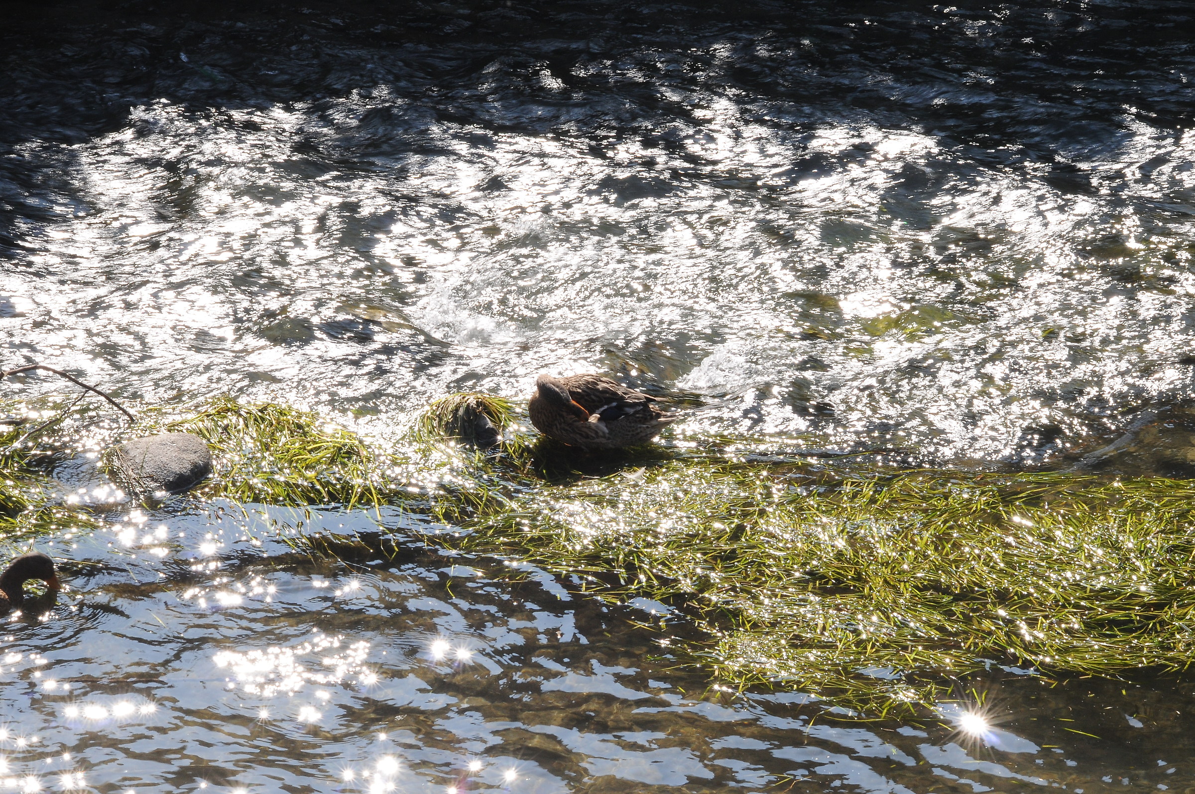 Among the green branches