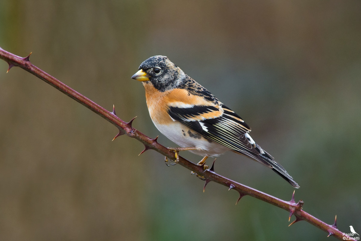 Brambling