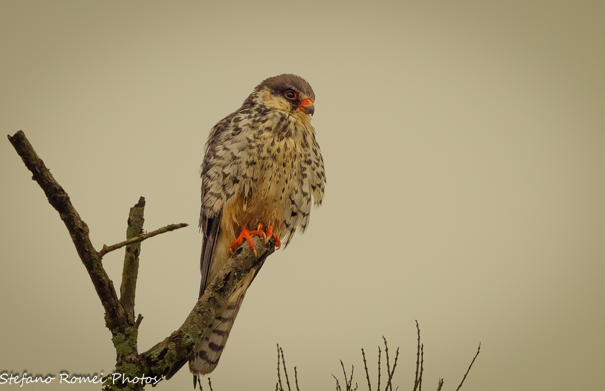amur falcon