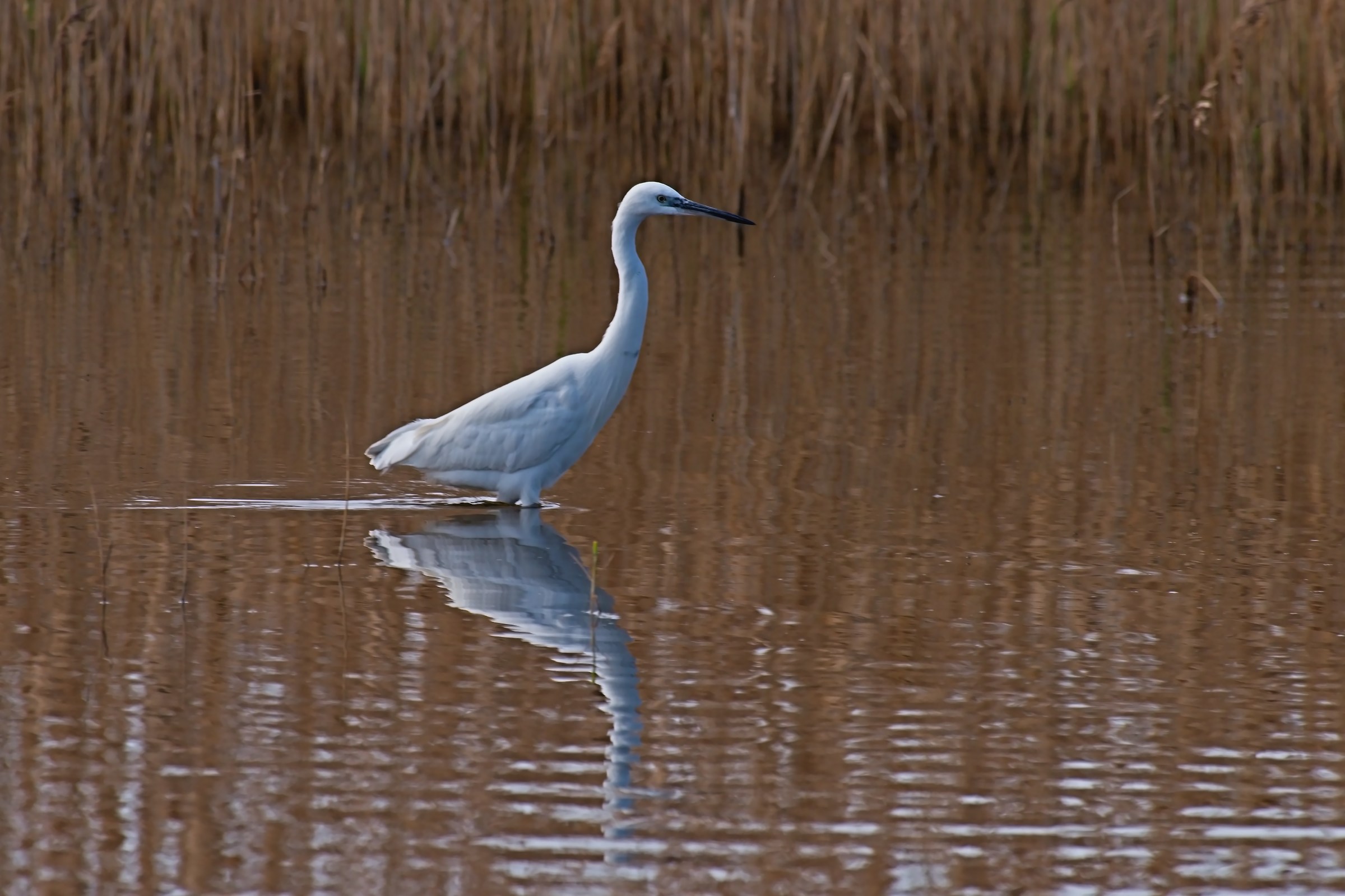 egret