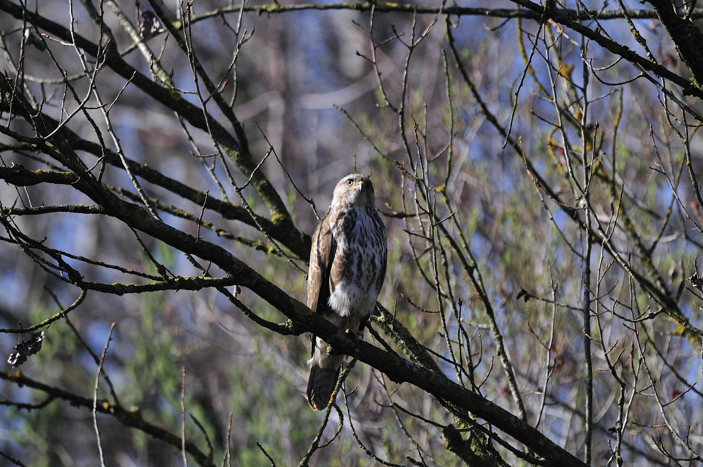 buzzard
