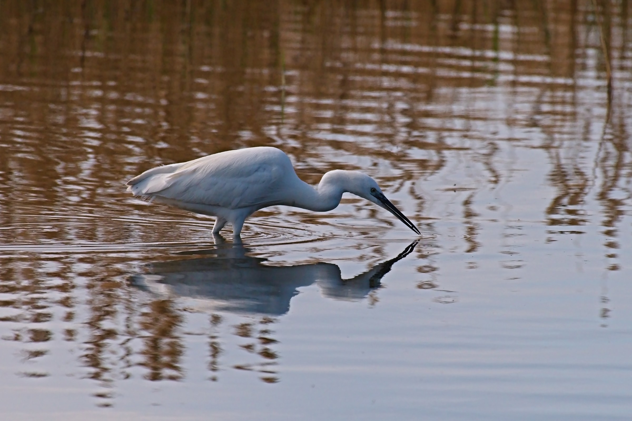 egret