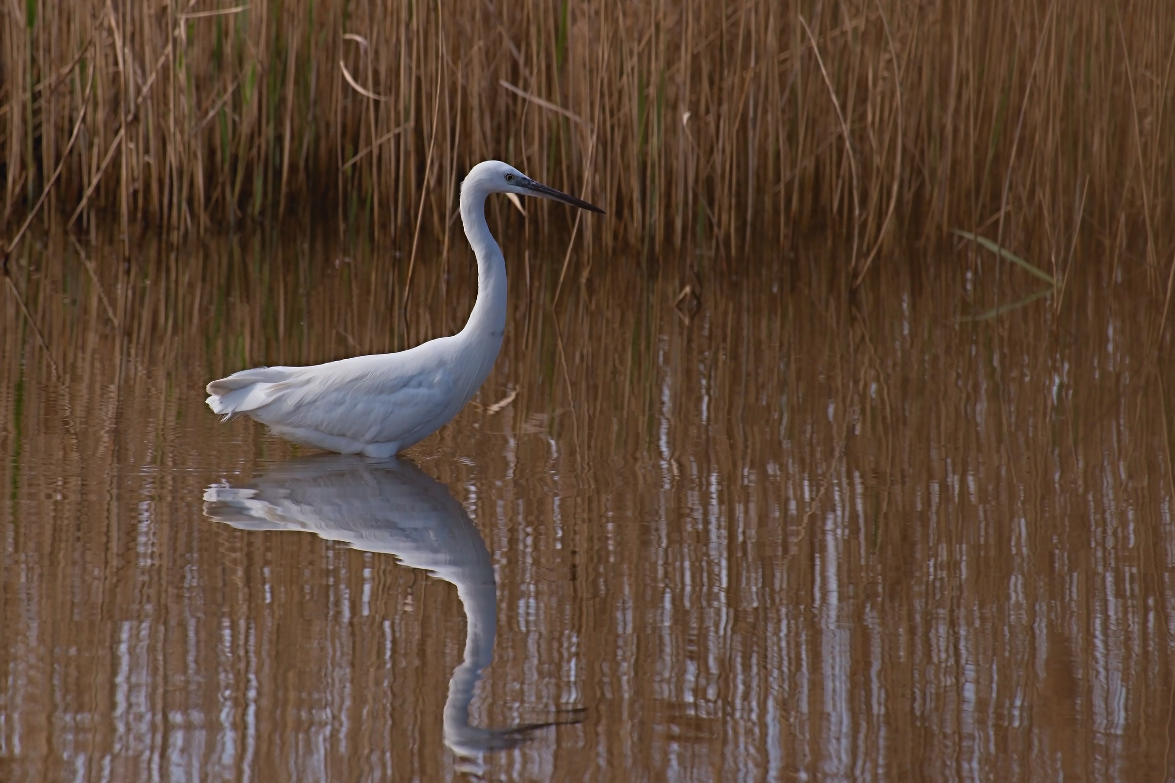 egret