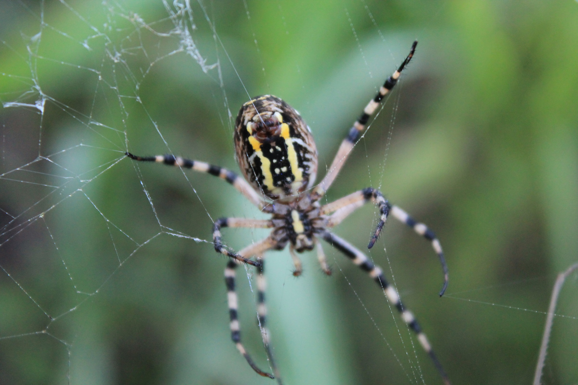 Argiope bruennichi