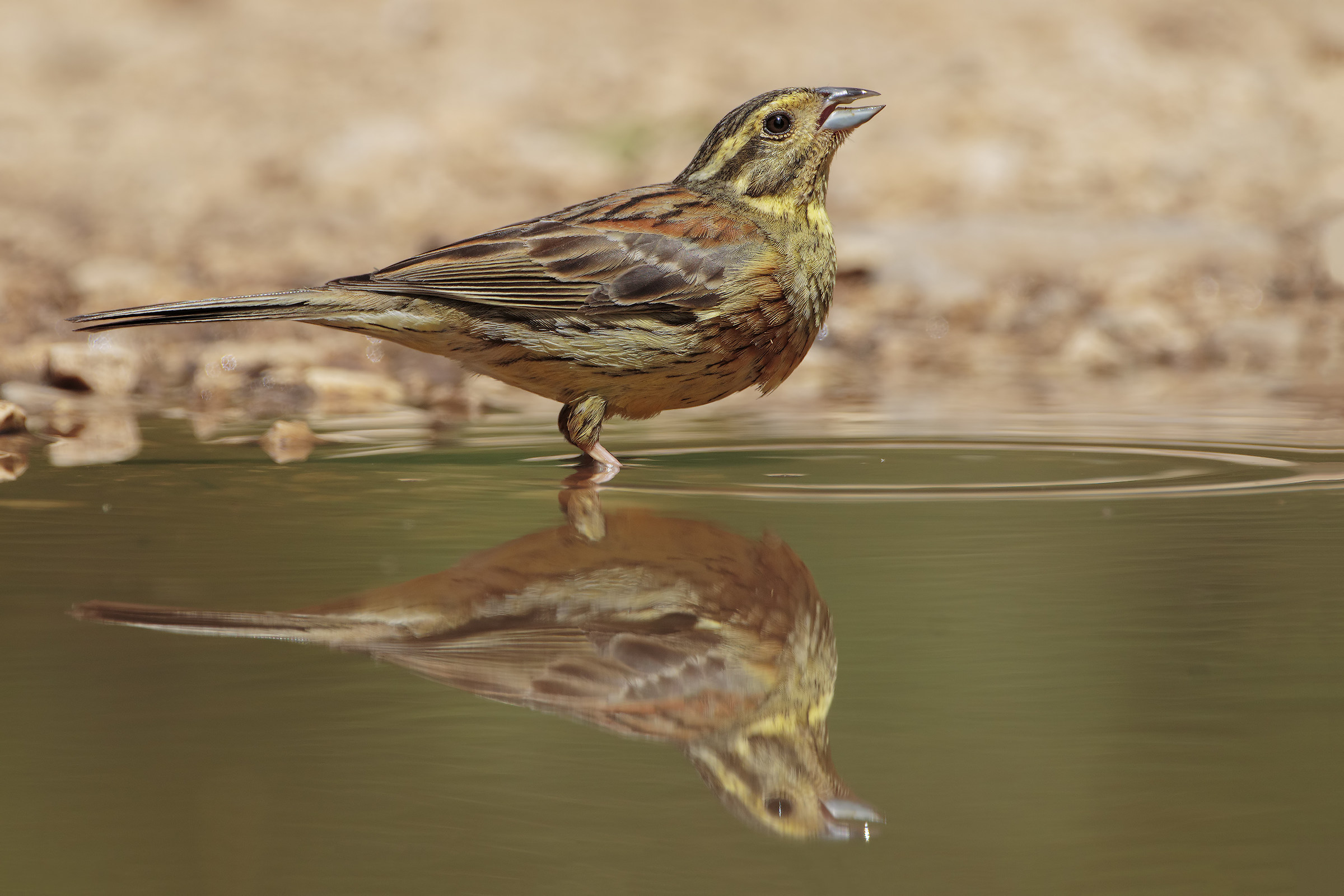 Bunting black female