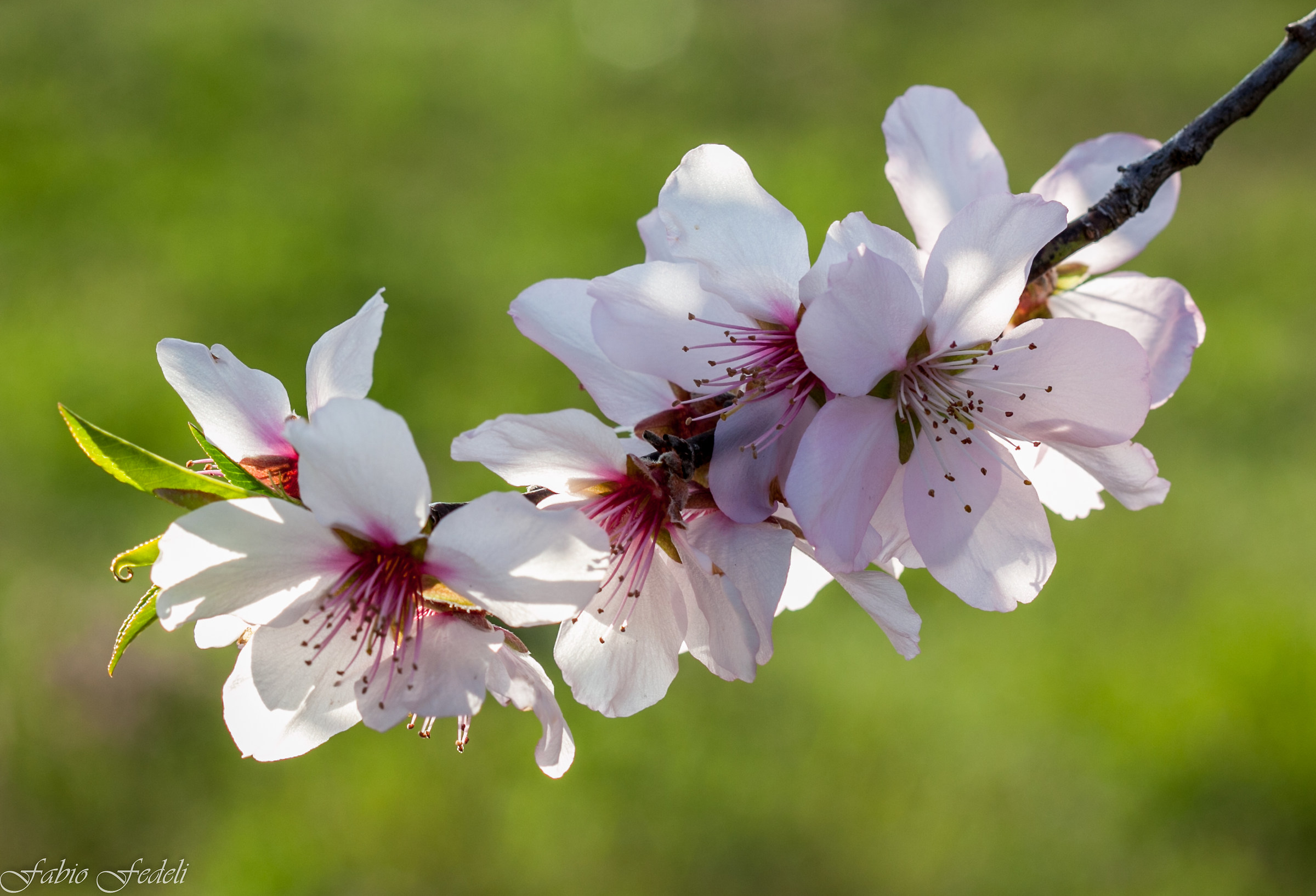 Almond flowers