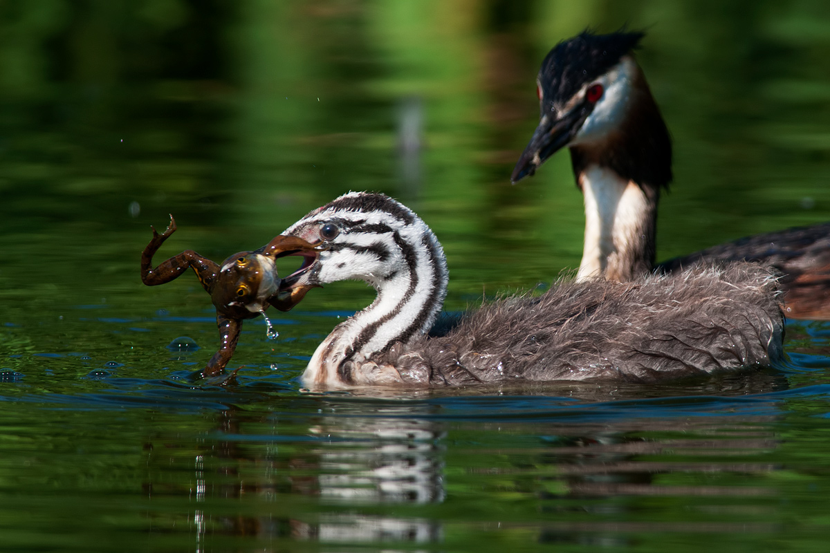 Education and experience (Grebe)