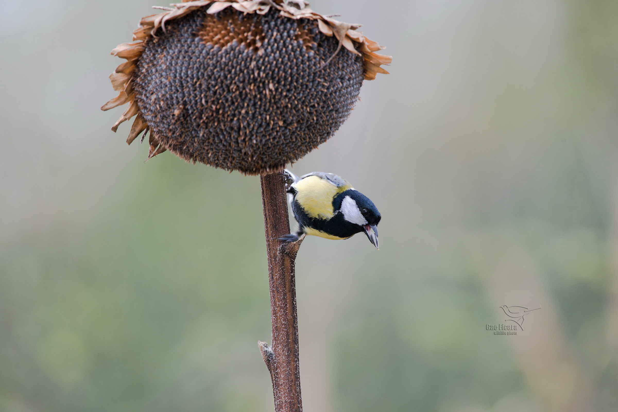 Great Tit