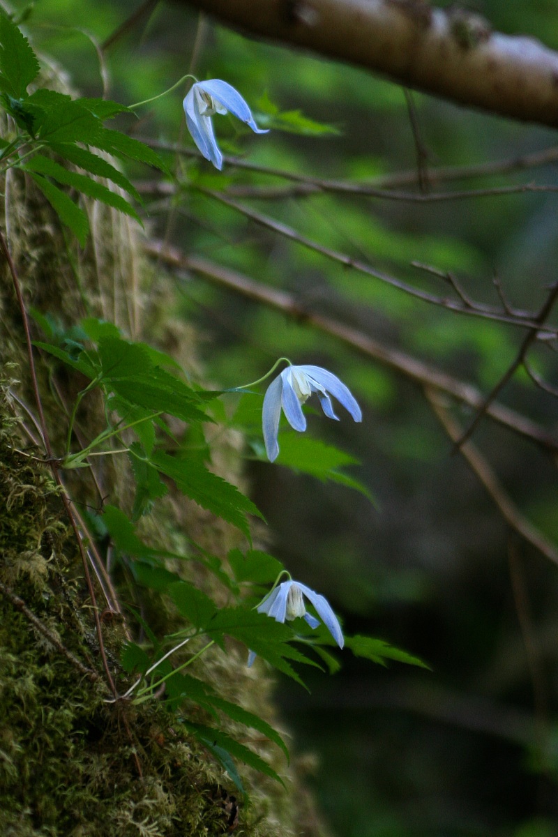 flowers - Val di Genova