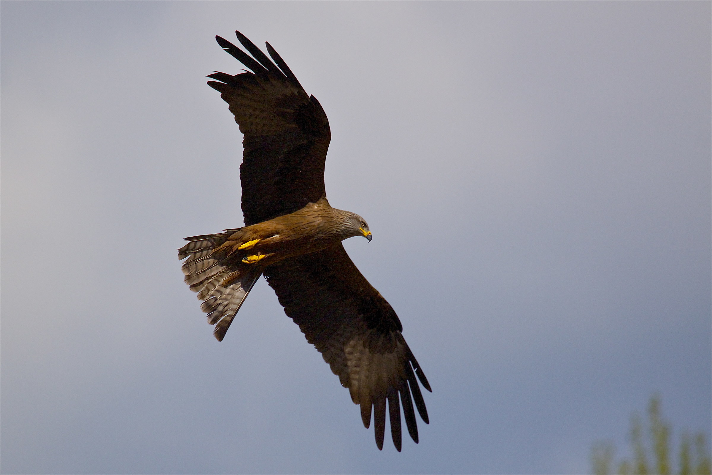 il ritorno di Penna Mozza