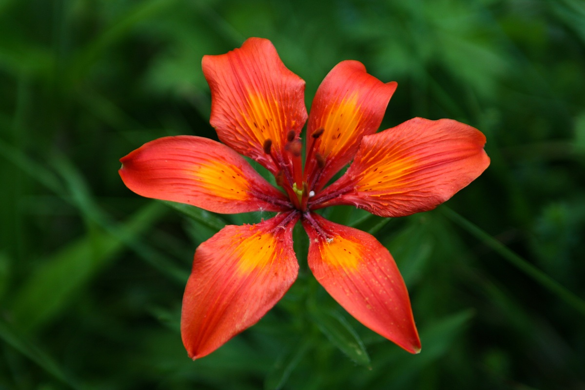 red lily - Val di Fumo