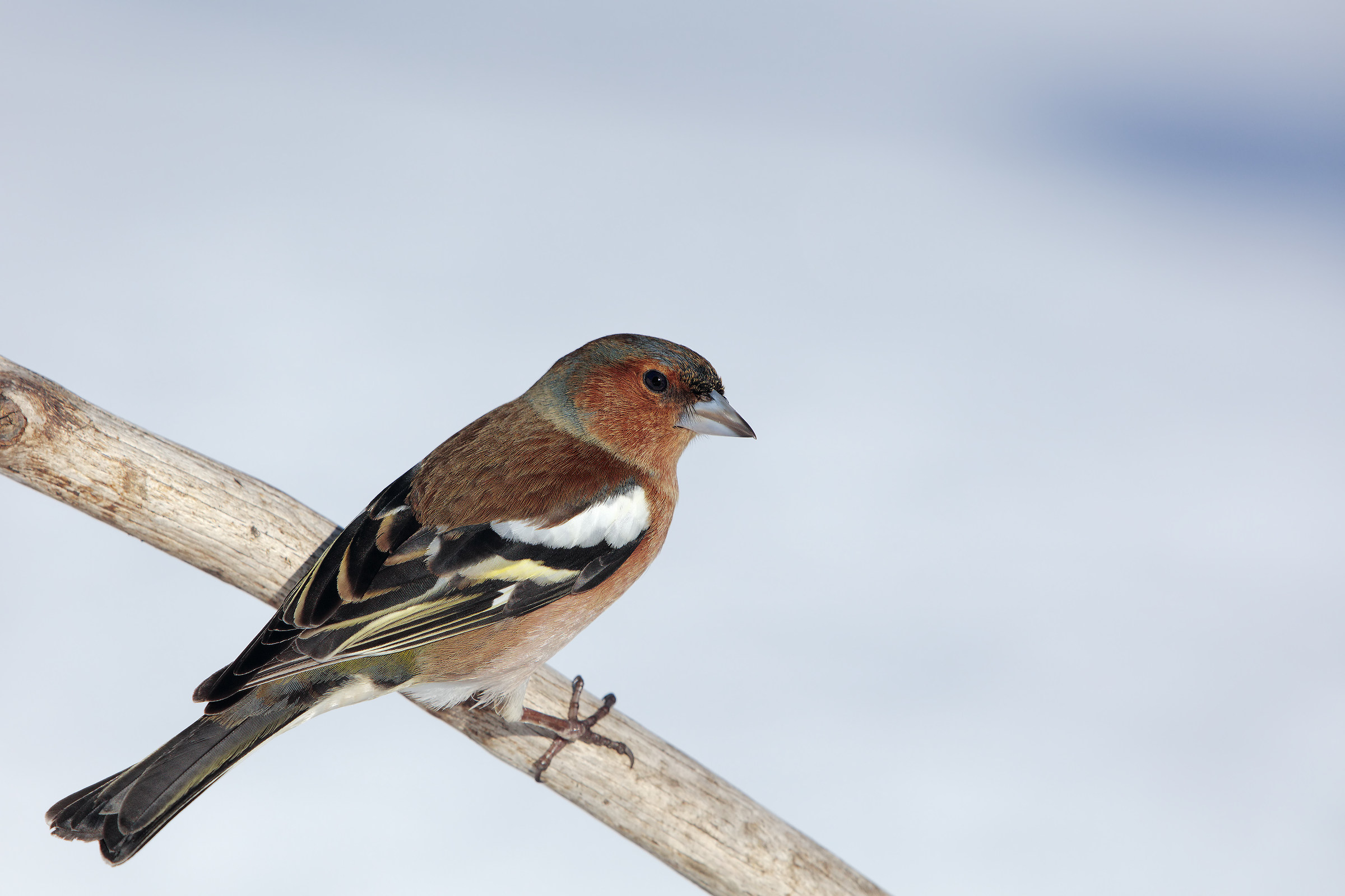 Chaffinch (yet another)