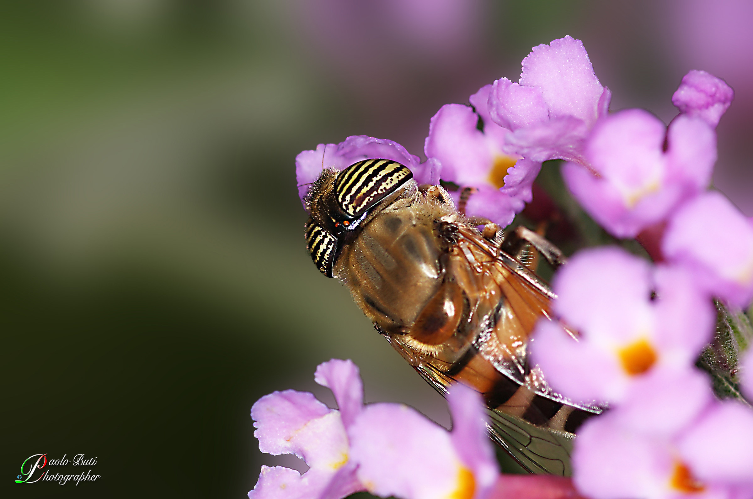 Mosca del genere sirfidae