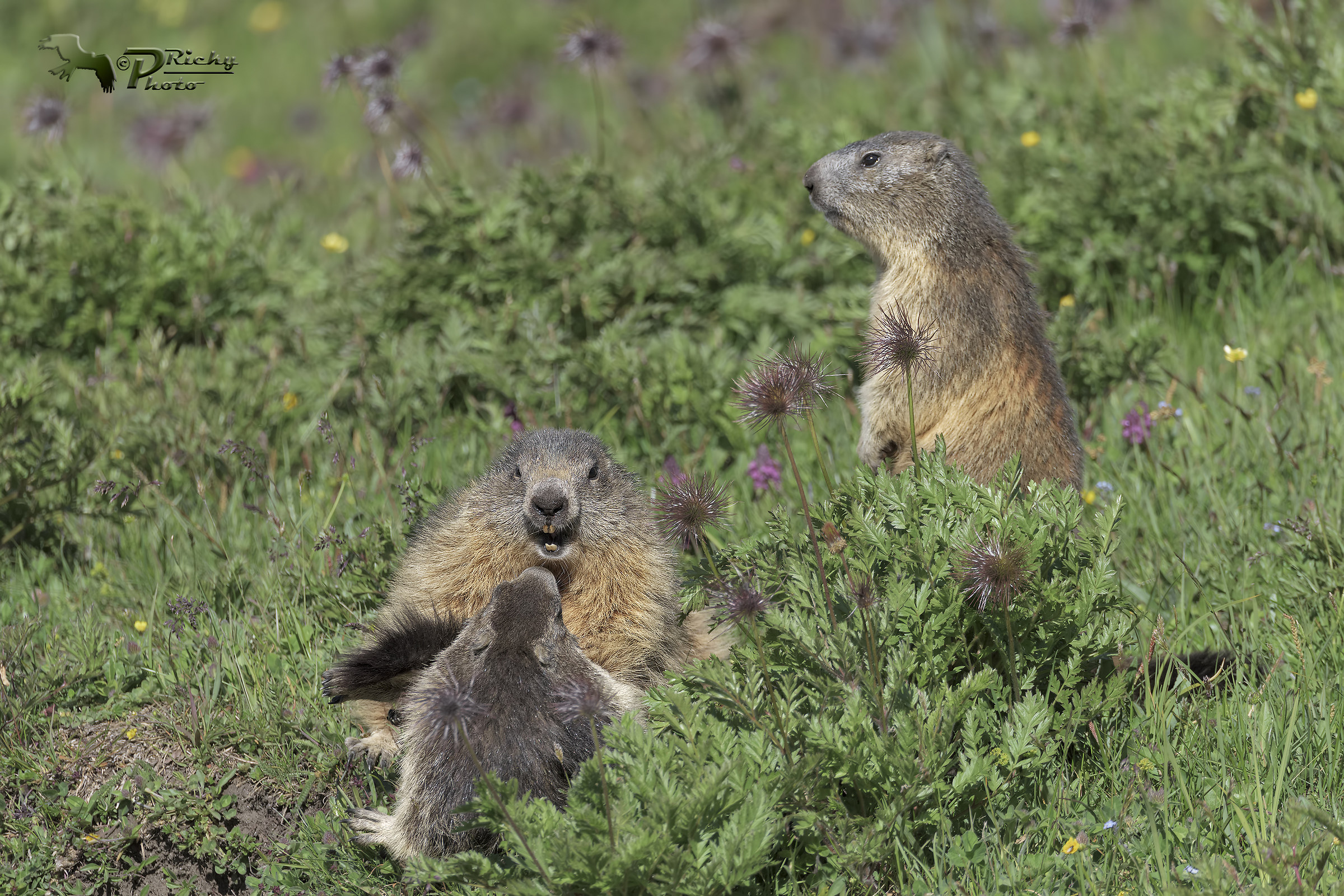 The clan Marmot!