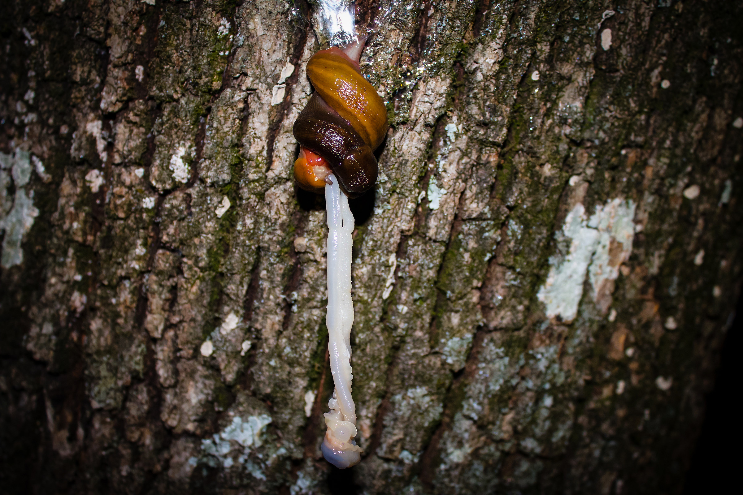 Strani accoppiamenti