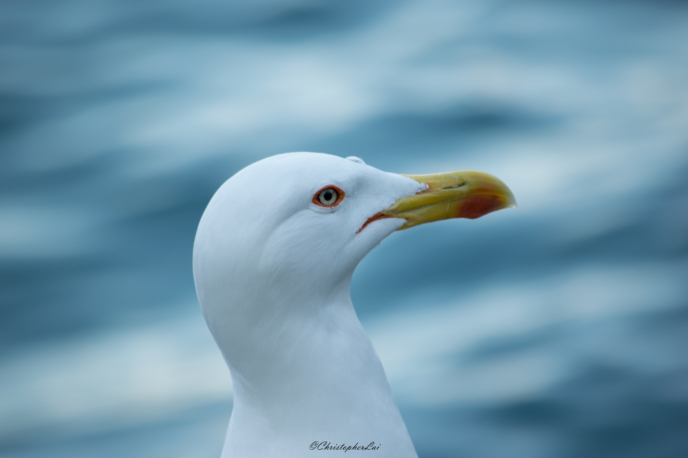 The beauty of the seagull