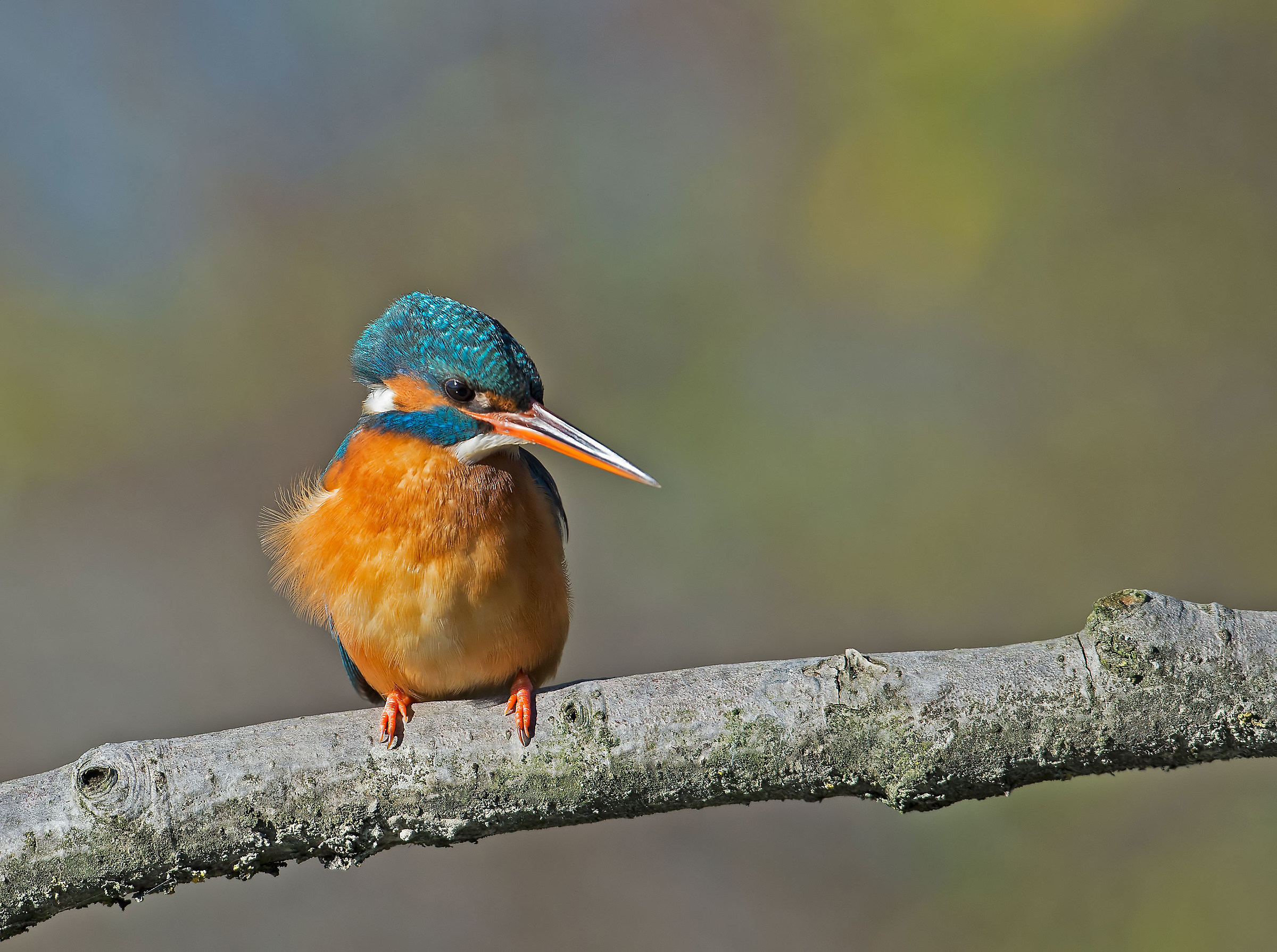 Kingfisher - Martin pescatore