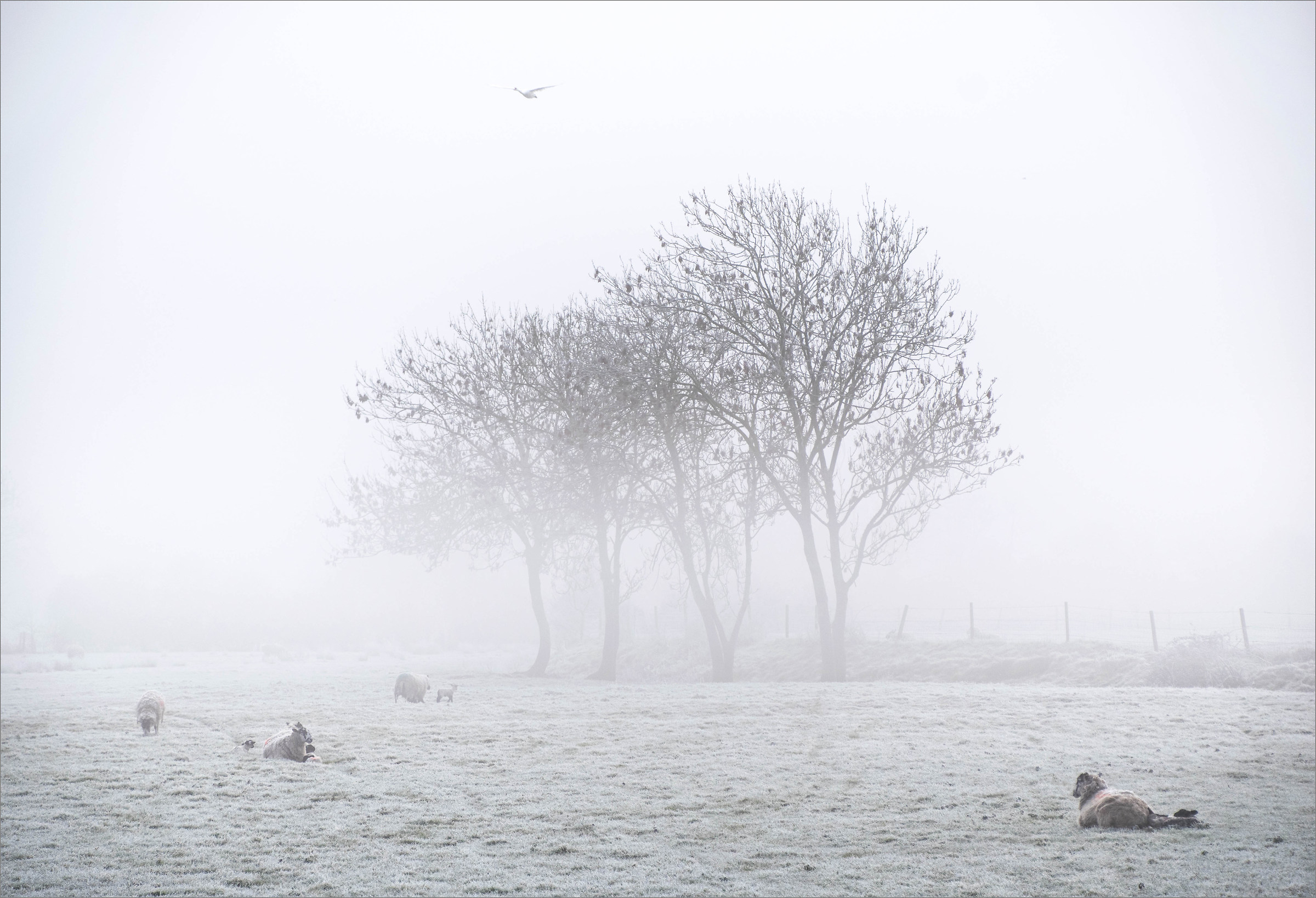 On a Cold and Frosty Morning