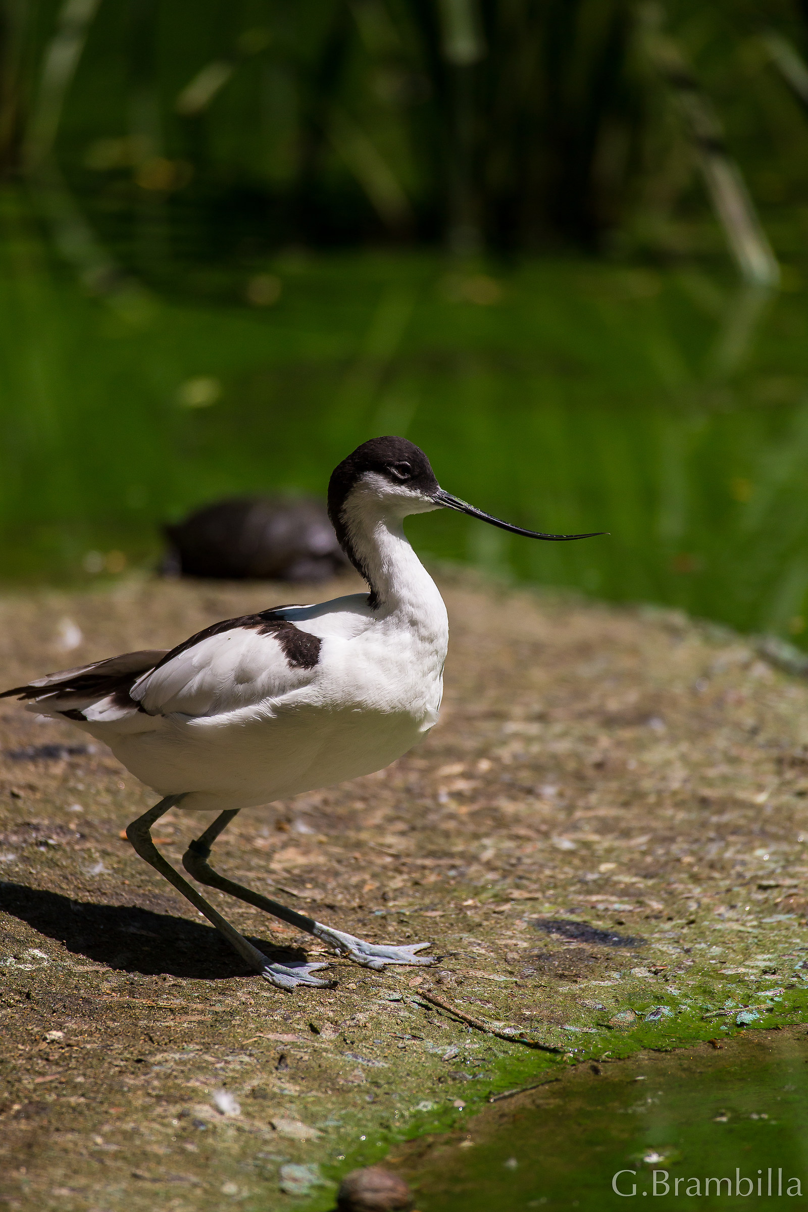 avocetta