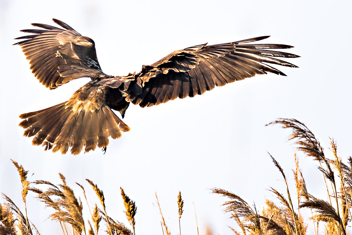 Marsh harrier suddenly