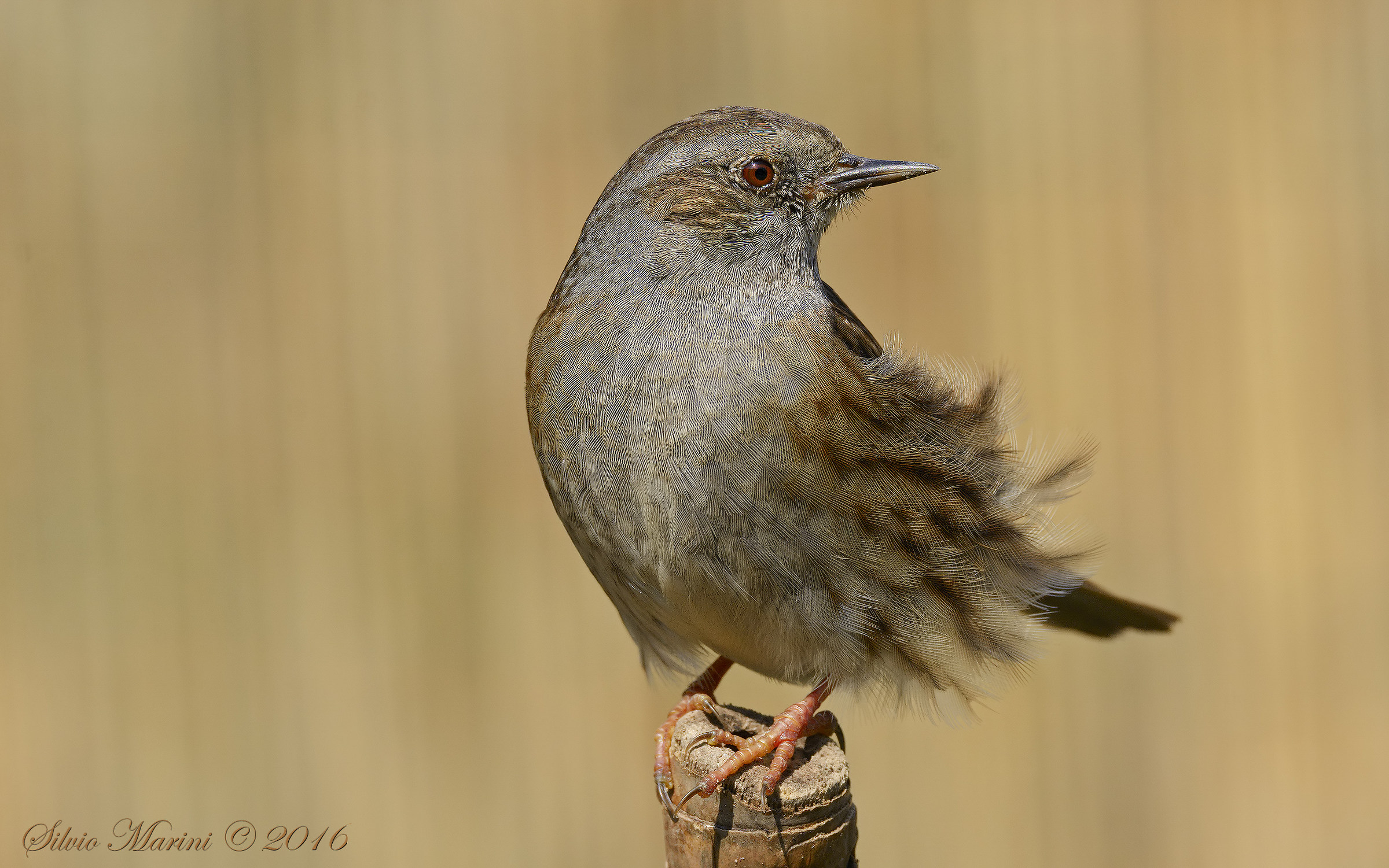 Dunnock (Prunella modularis)