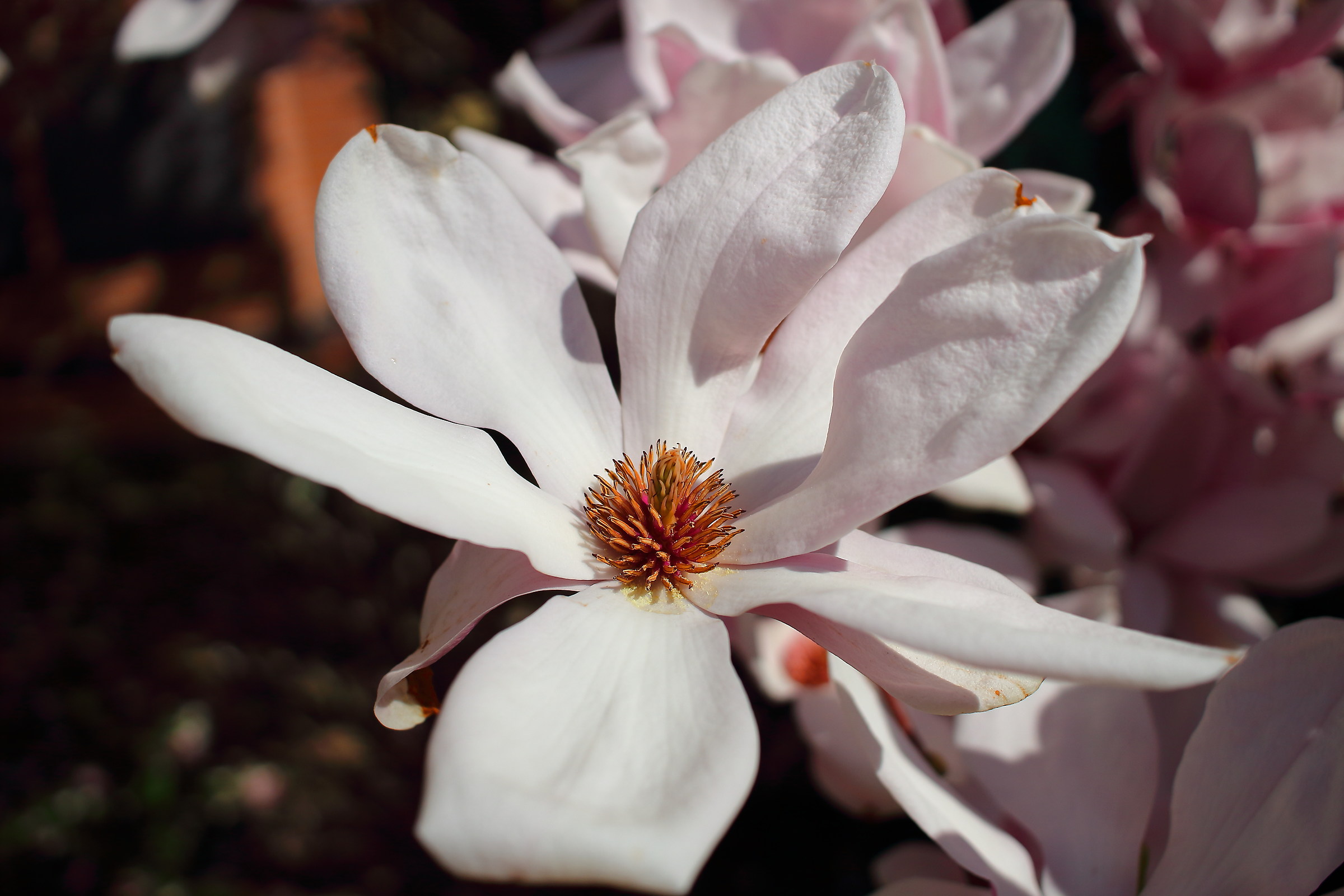 Japanese Magnolia